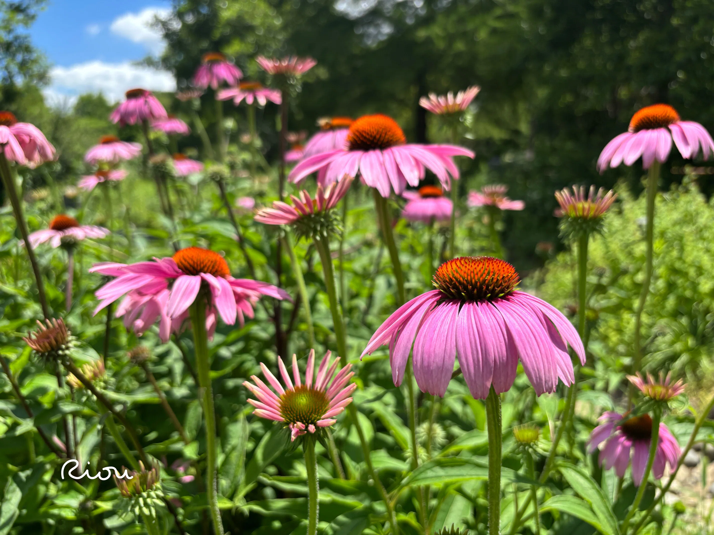 花言葉】エキナセア（Echinacea）｜璃桜（りおう）＠日常の彩り