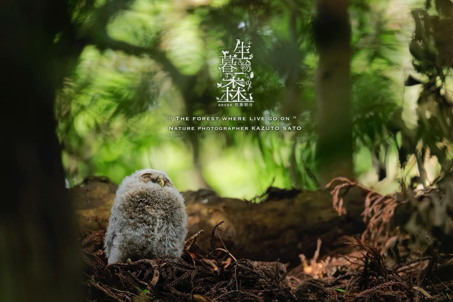 生き物たちの暮す森｜No.050,051,052「フクロウ」｜佐藤和斗 KAZUTO