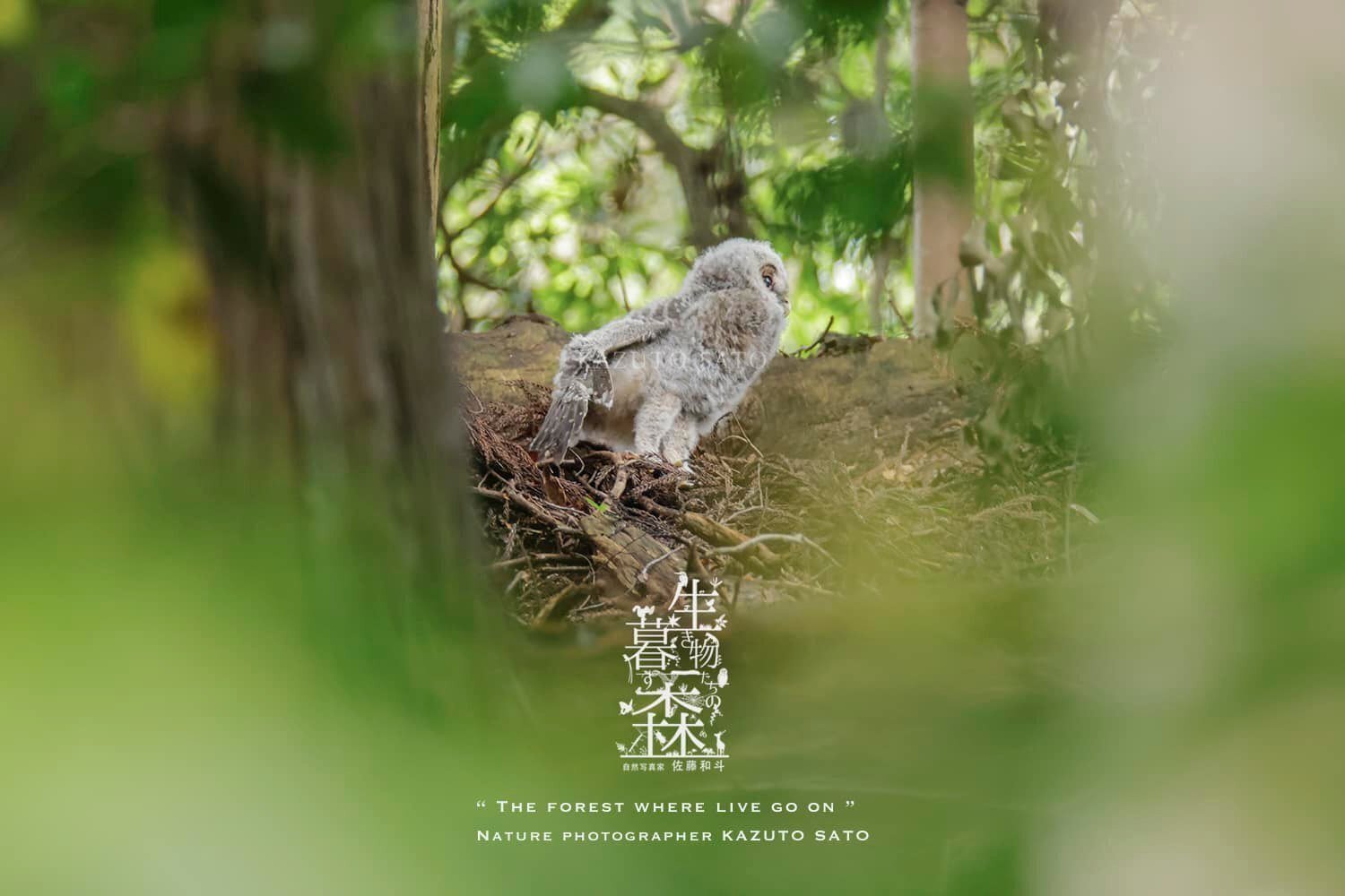 生き物たちの暮す森｜No.050,051,052「フクロウ」｜佐藤和斗 KAZUTO