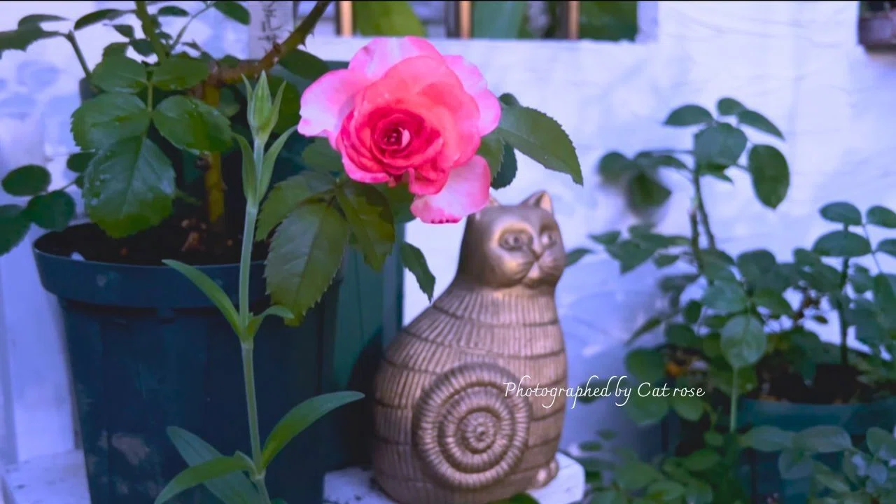 Wildflowers and Mountain Hydrangeas Coloring the Summer｜Cat rose ...