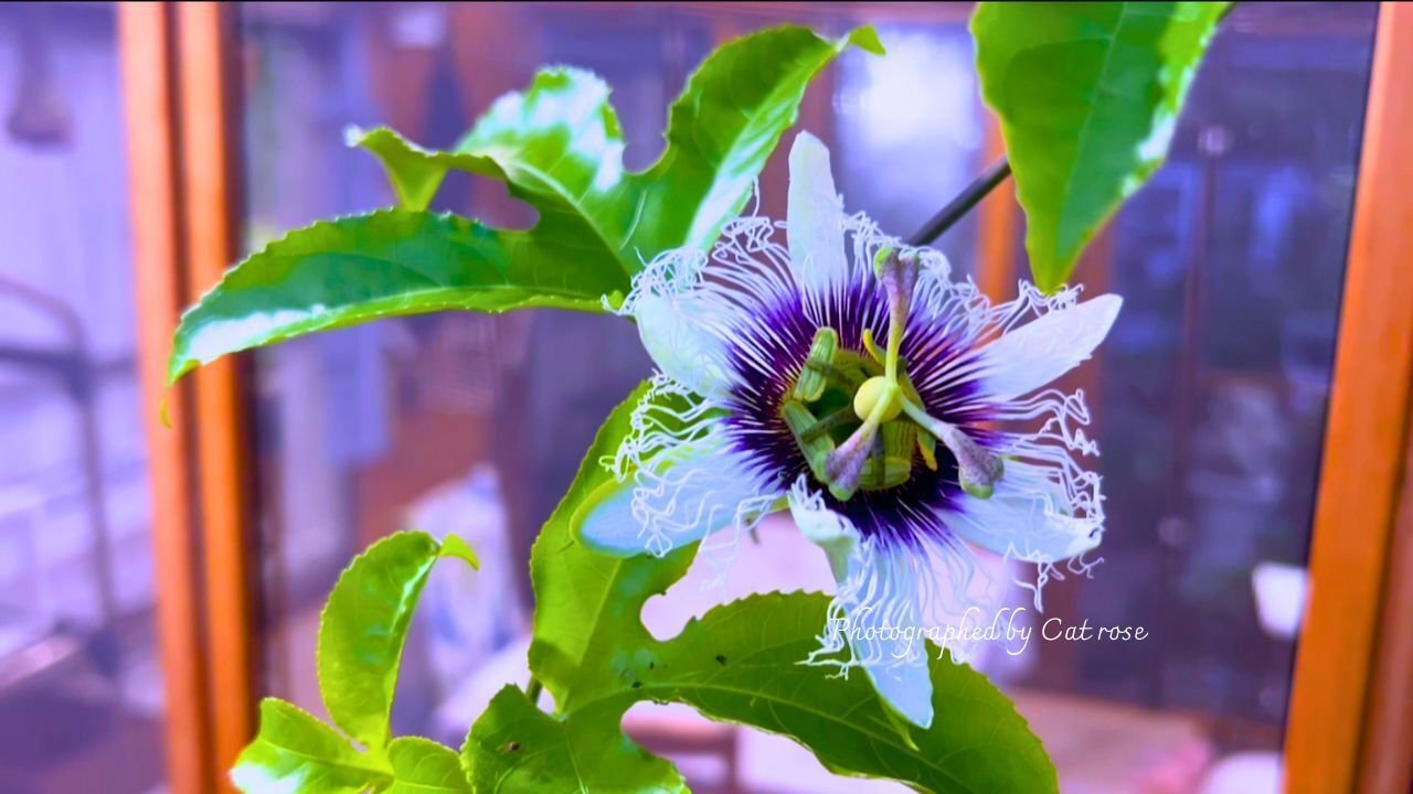 夏を彩る山野草と山紫陽花｜Cat rose 「ガーデニングブログ Cat Roseの