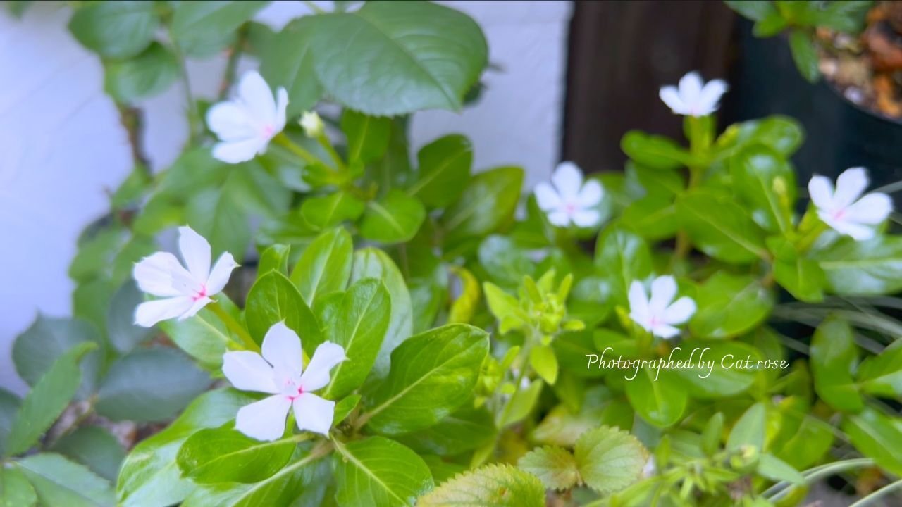 夏を彩る山野草と山紫陽花｜Cat rose 「ガーデニングブログ Cat Roseの