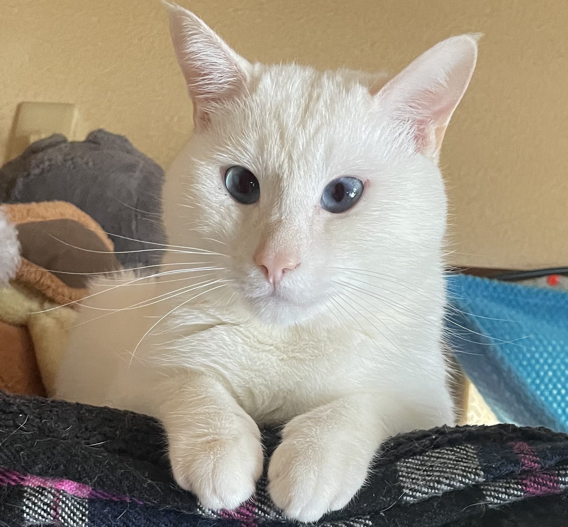 白猫モモちゃんをコントしてみた。｜ARC Kショップ