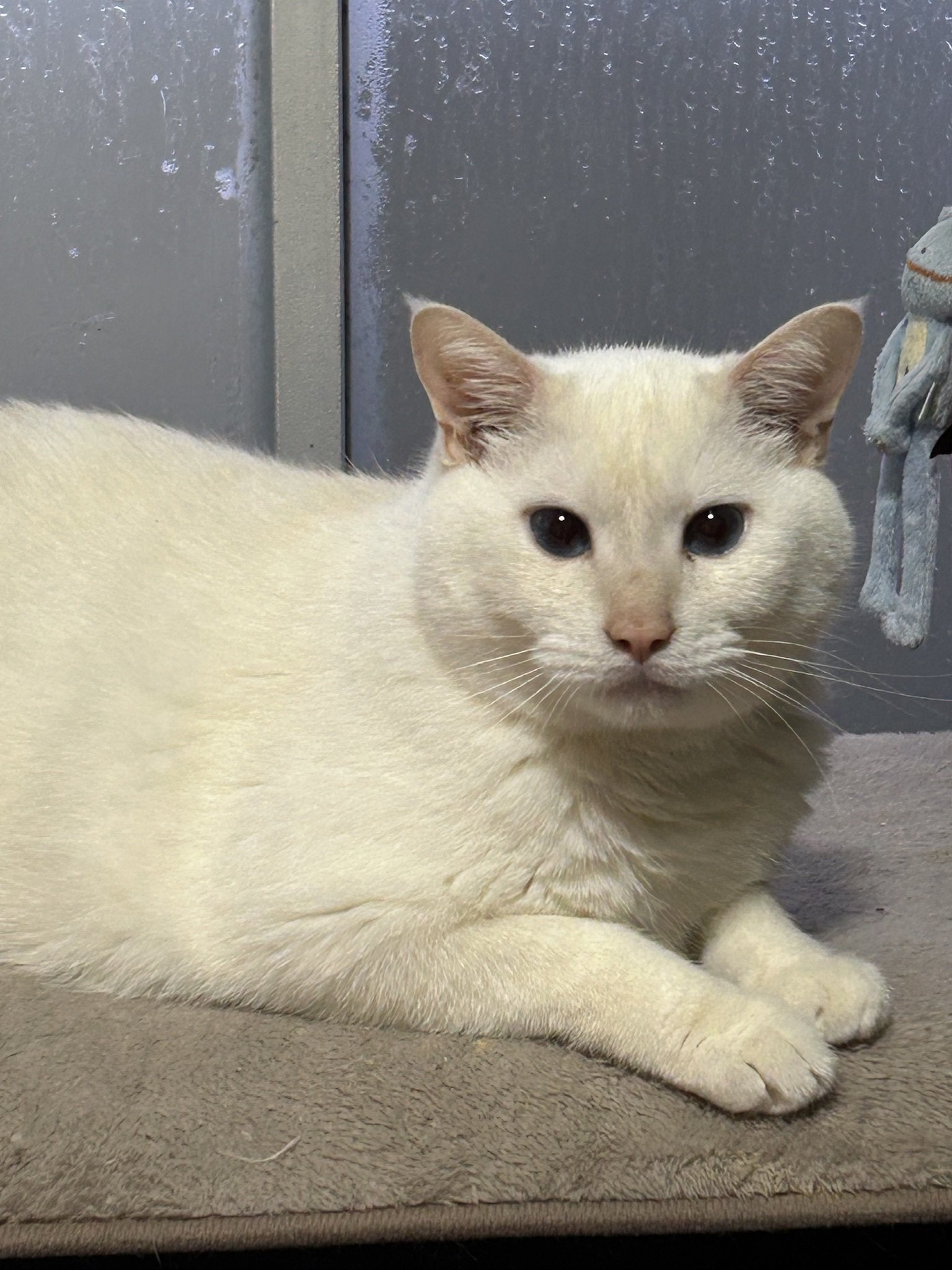 白猫モモちゃんをコントしてみた。｜ARC Kショップ