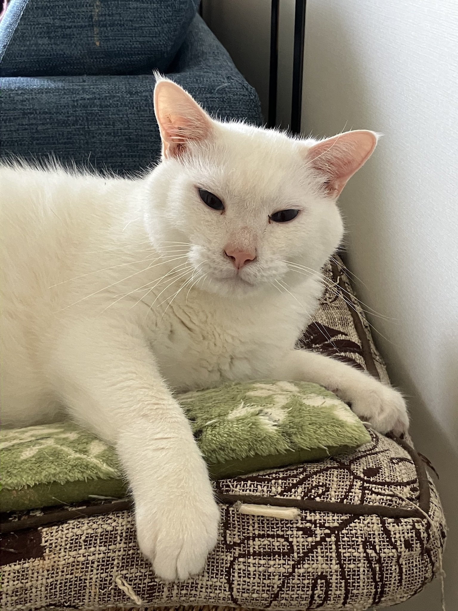 【エム】ジモモ　白猫 モフモフ白猫ちゃん(一点物) - HIRON1109'S GALLERY | minne