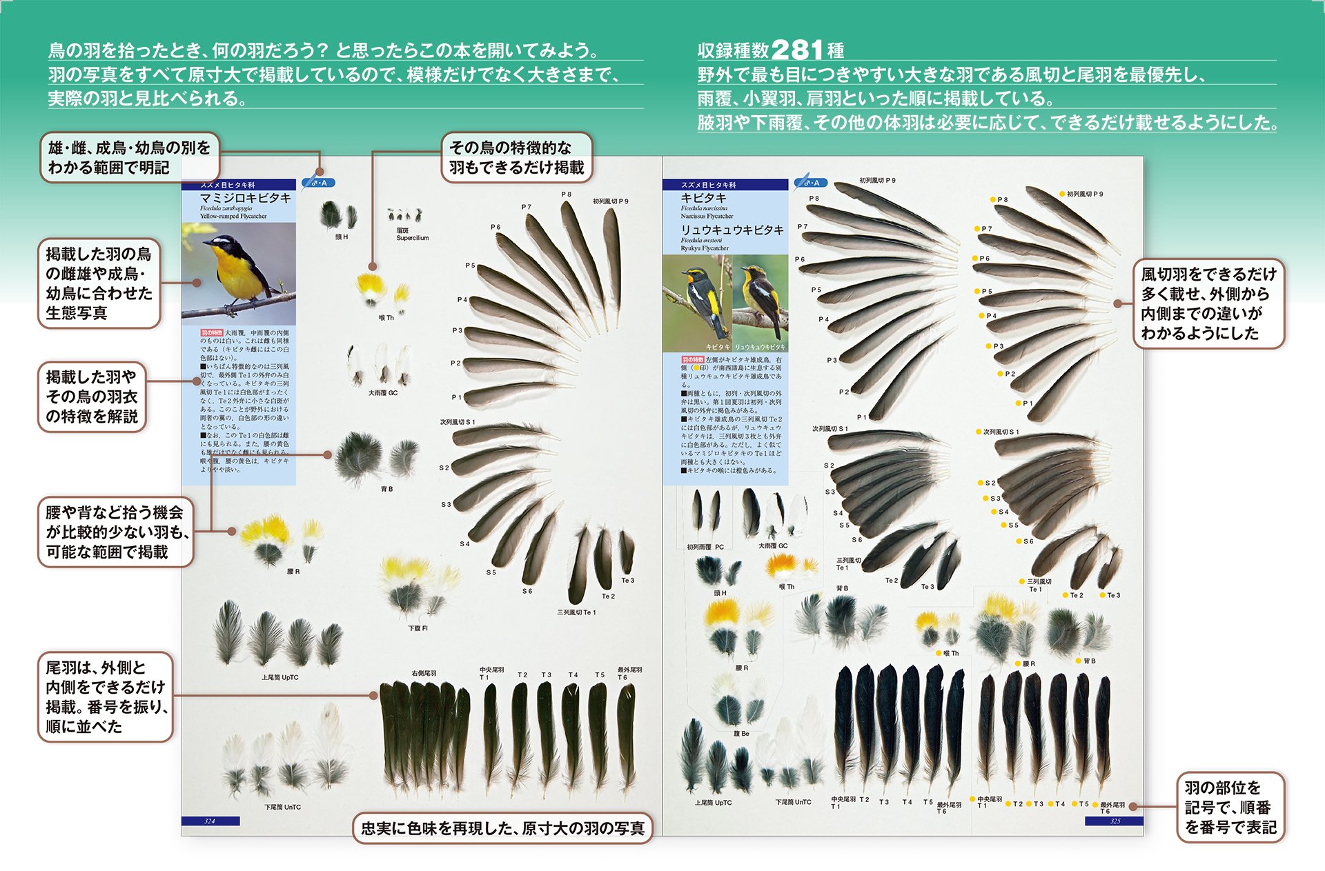 7年ぶりにリニューアルした原寸大羽図鑑｜ブンイチ（文一総合出版）