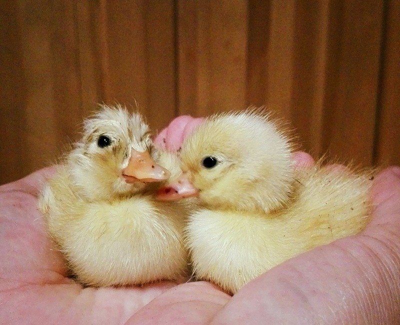 期間限定】純白コールダックのヒナ里親募集（有償）【2025年6月21日生