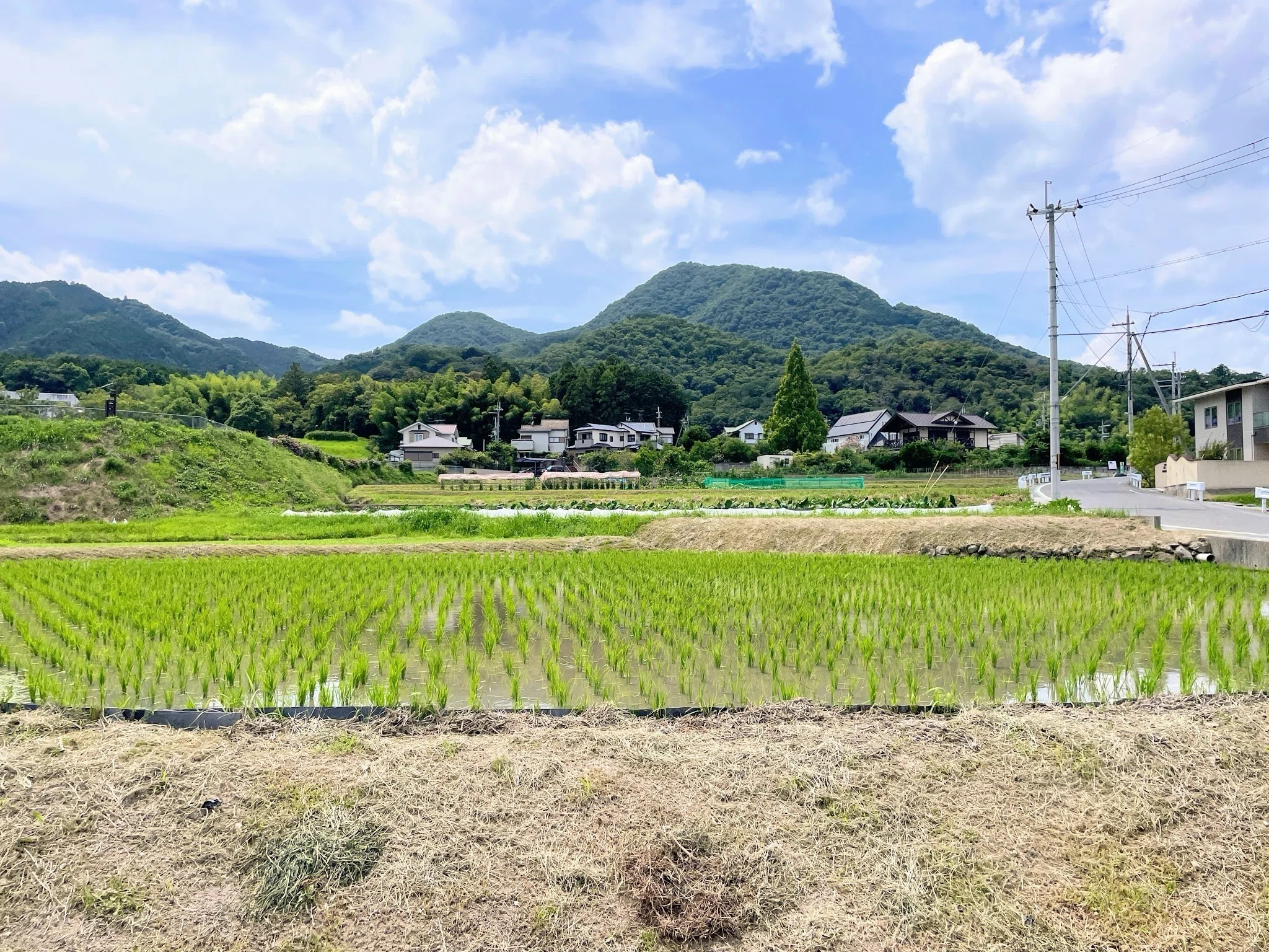 奈良から山越え、大阪へ 二上山・竹内街道を歩く｜美術館とお寺と猫