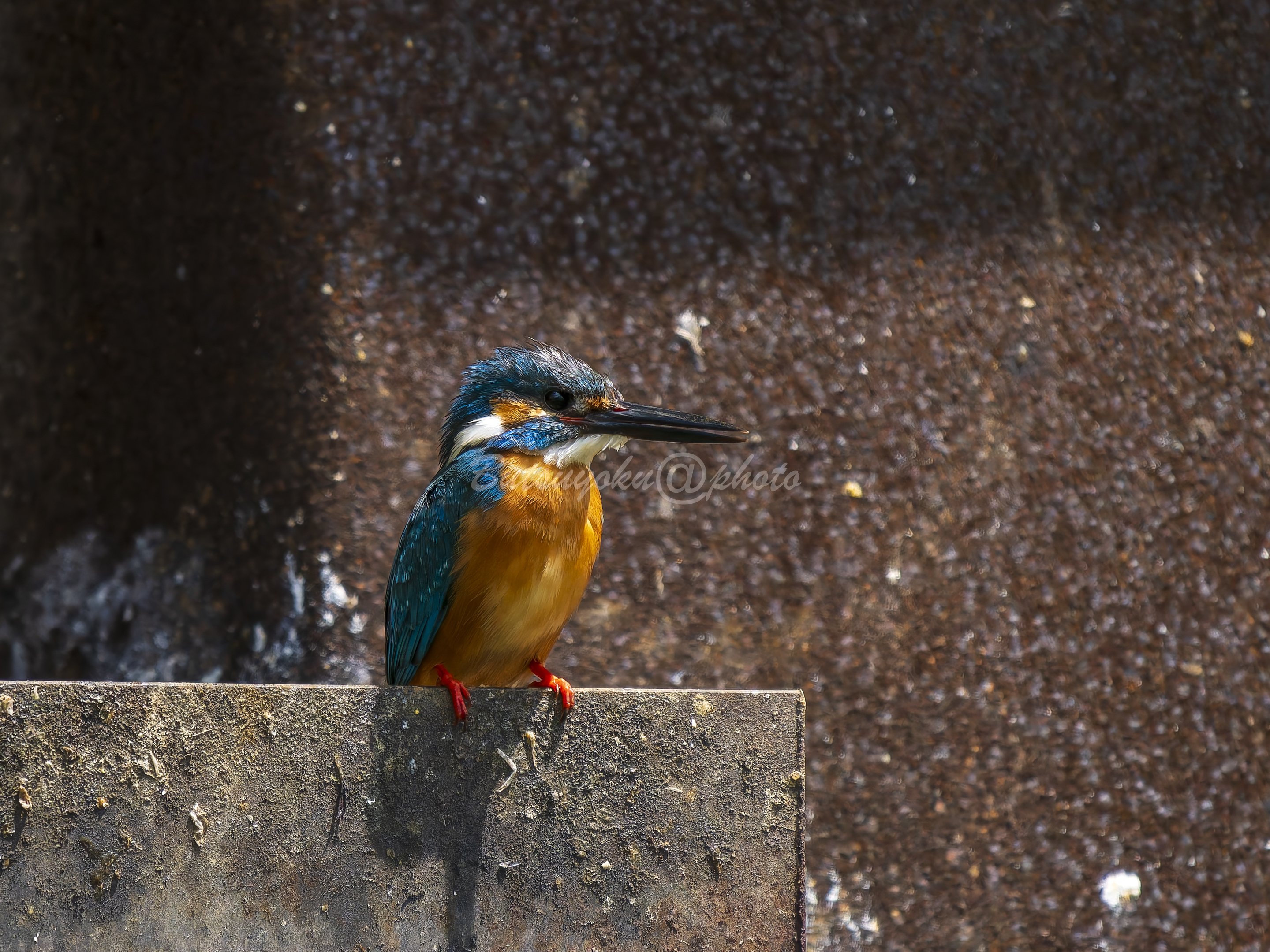 OMSYSTEM OM-1mark2でカワセミ撮影をするときの設定｜物欲＠