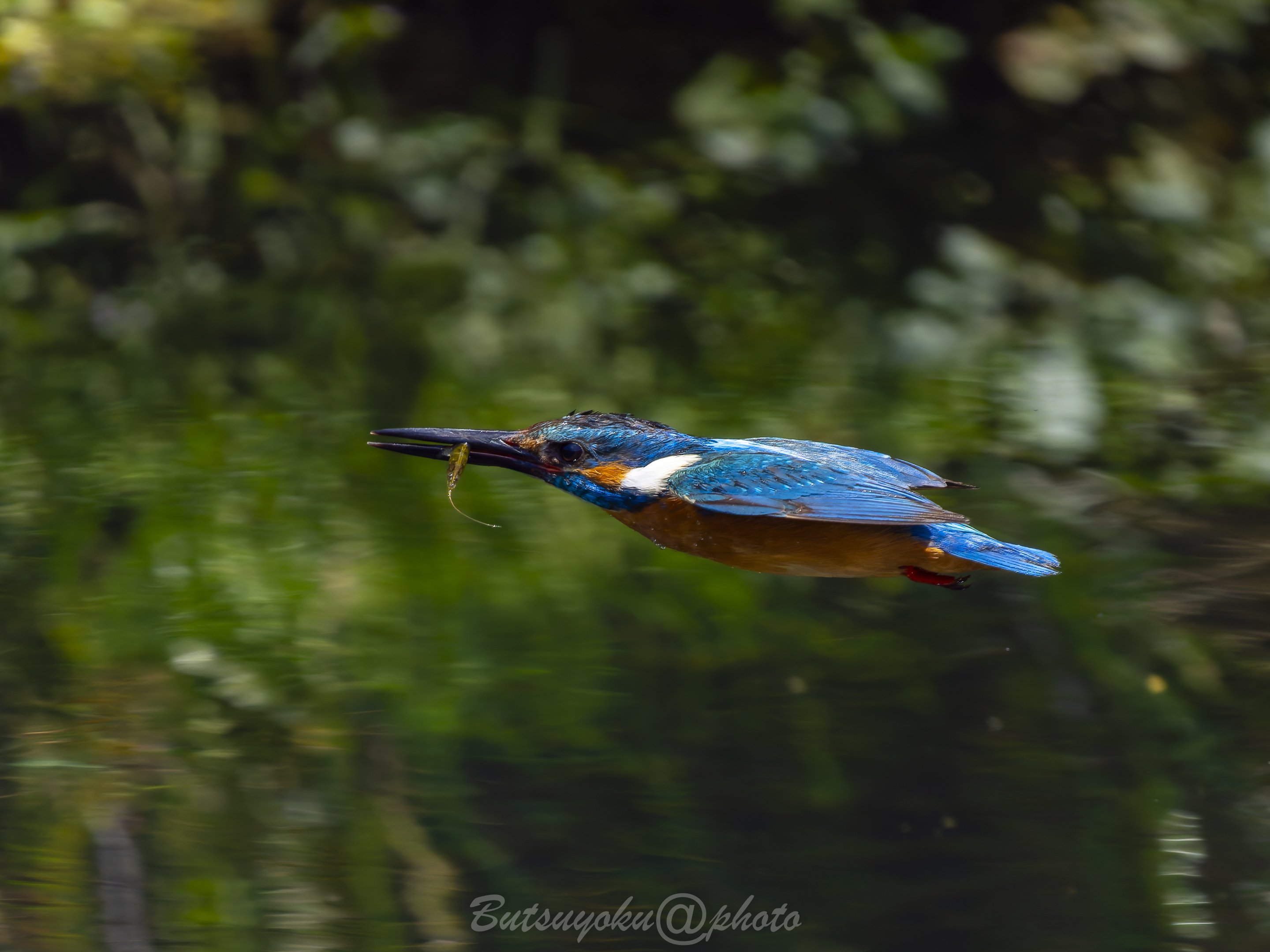 カワセミカラス OMSYSTEM OM-1mark2でカワセミ撮影をするときの設定｜物欲＠