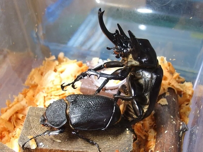 エクアドル産 レックスゾウカブトの飼育記録【2015～2018】｜AKECHI