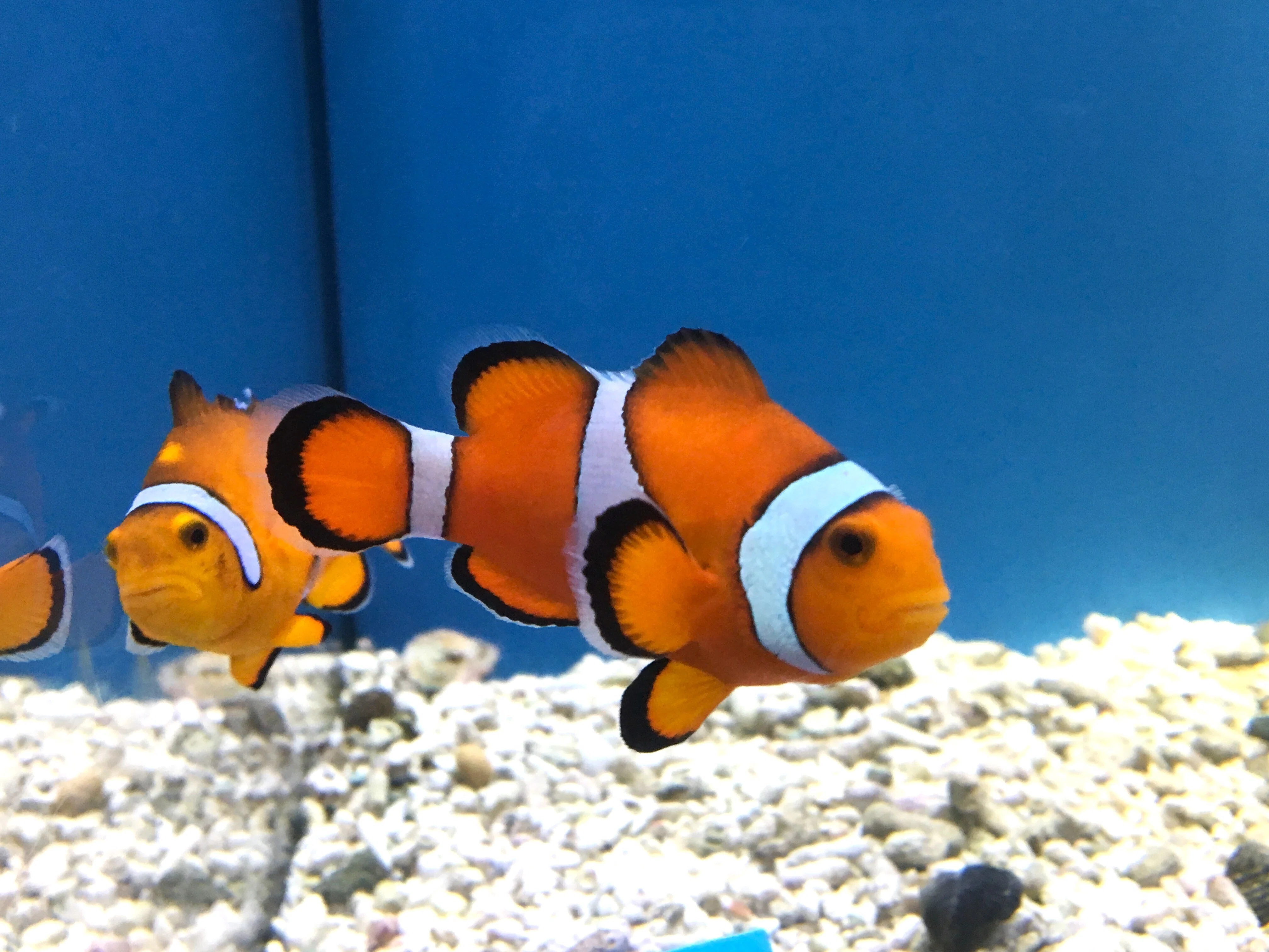 カクレクマノミ《展示動物解説》｜桂浜水族館 公式