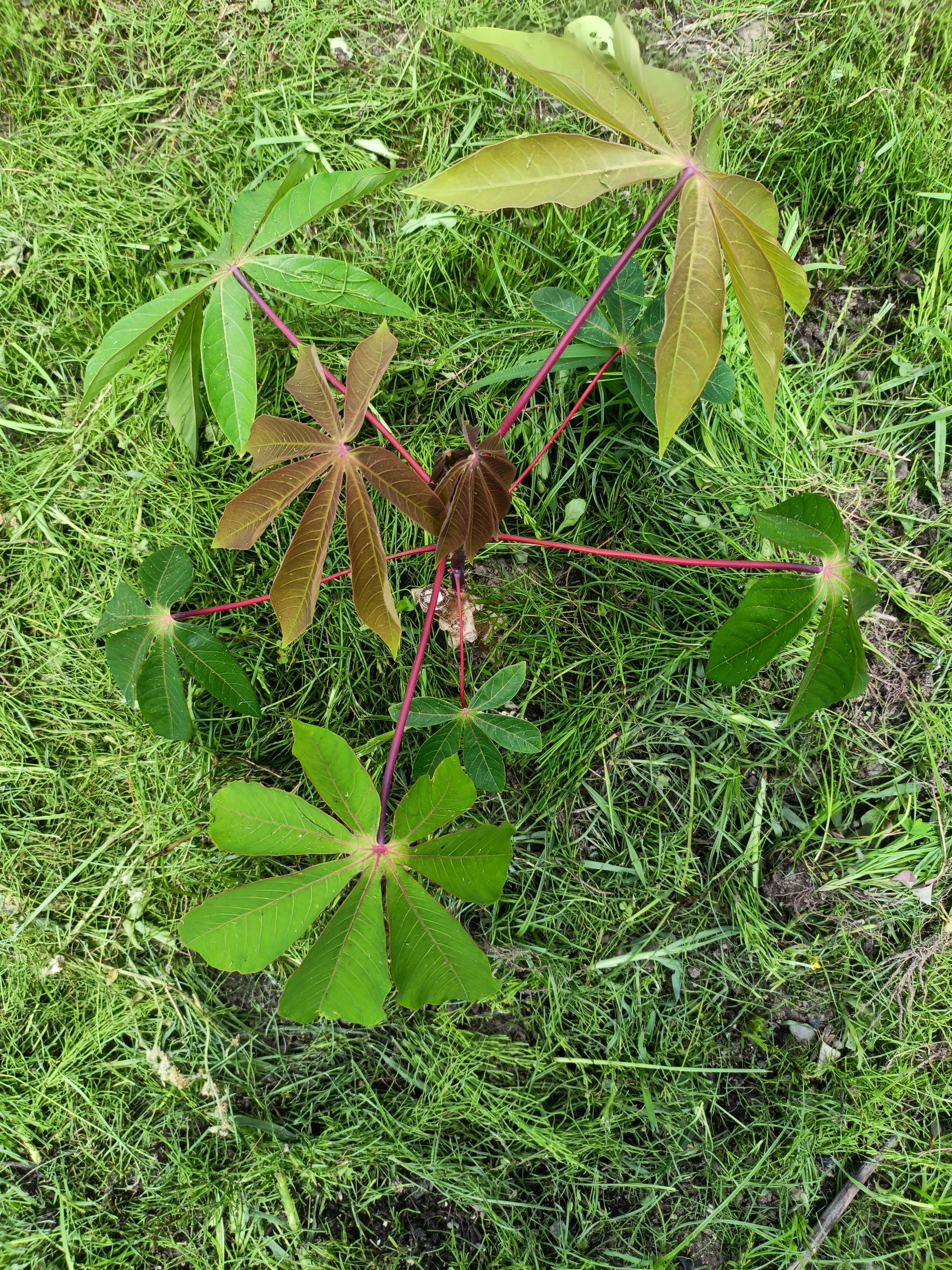 番外編】キャッサバを植えた話｜みんなとコーヒー