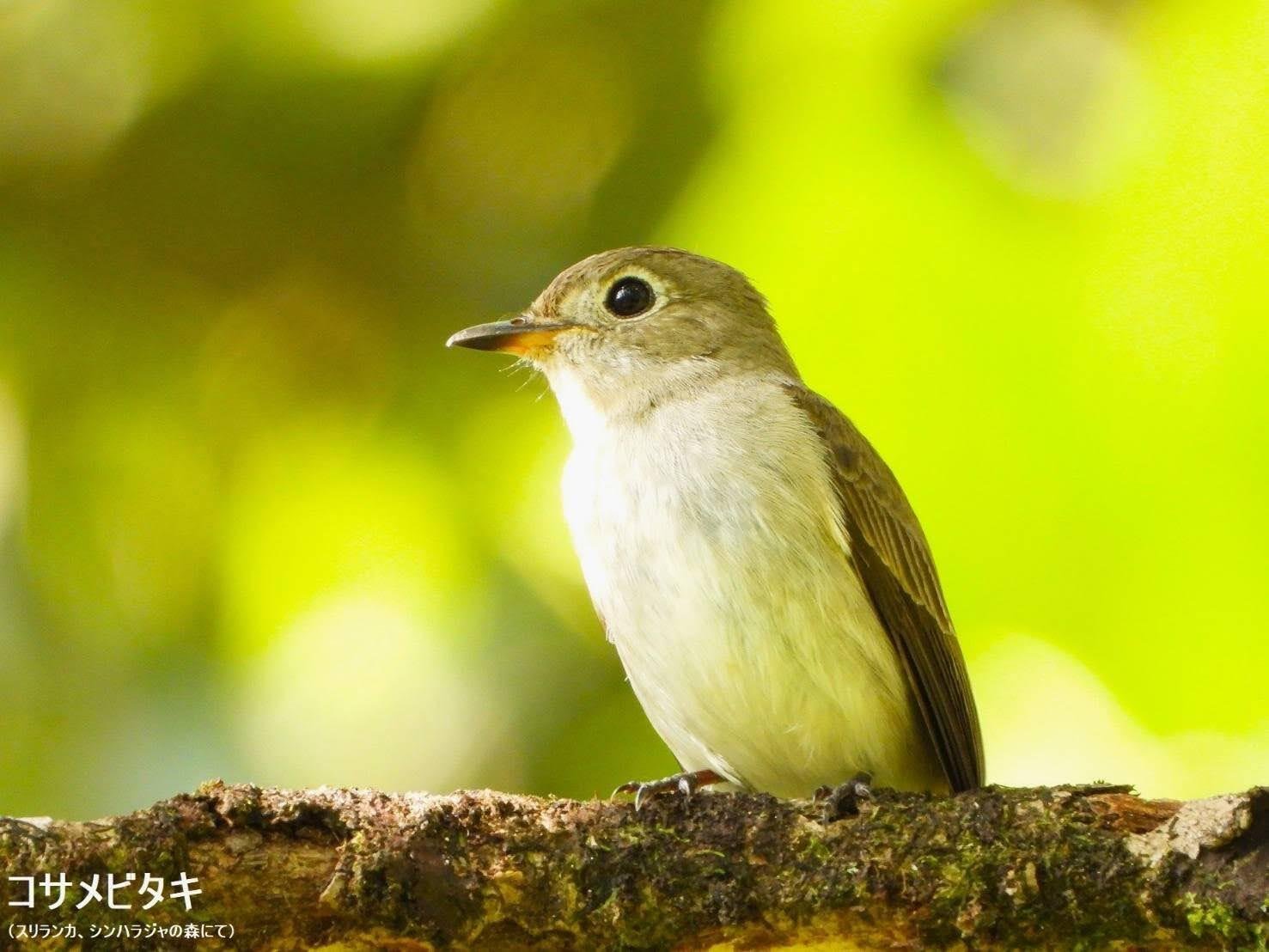 スリランカ探鳥記28 よく見かけた小鳥特集｜一羽一会(いちわいちえ