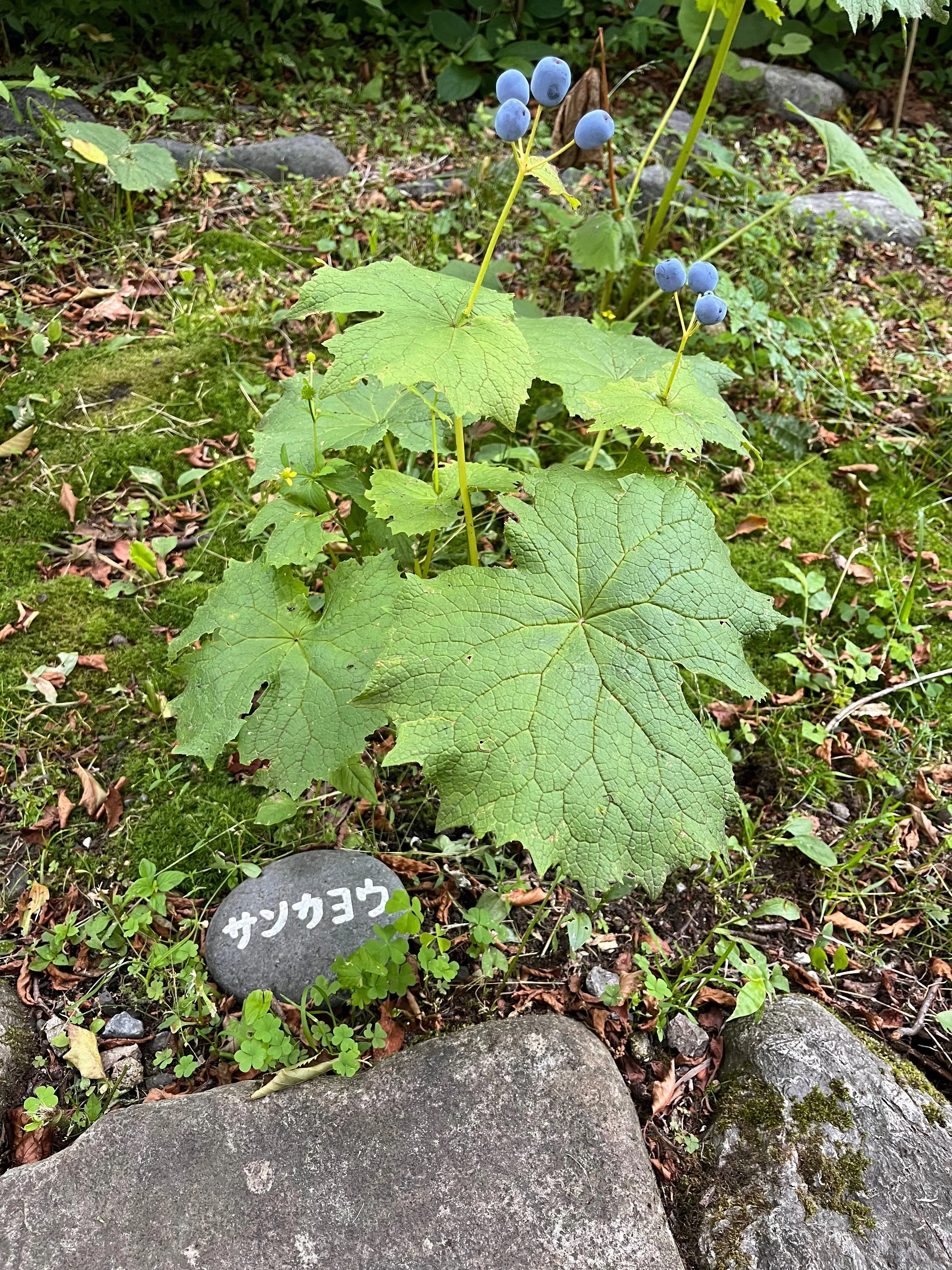 半年越しの願い、透明な花に出会えた日。── サンカヨウを追いかけて