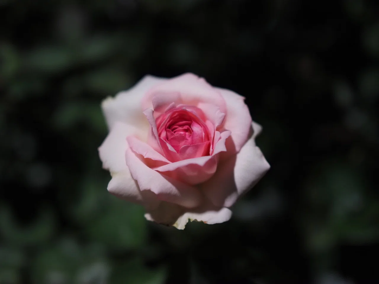 OLYMPUS PEN E-P7＋M.ZUIKO DIGITAL 25mm F1.8で撮る夜の花｜こんとん