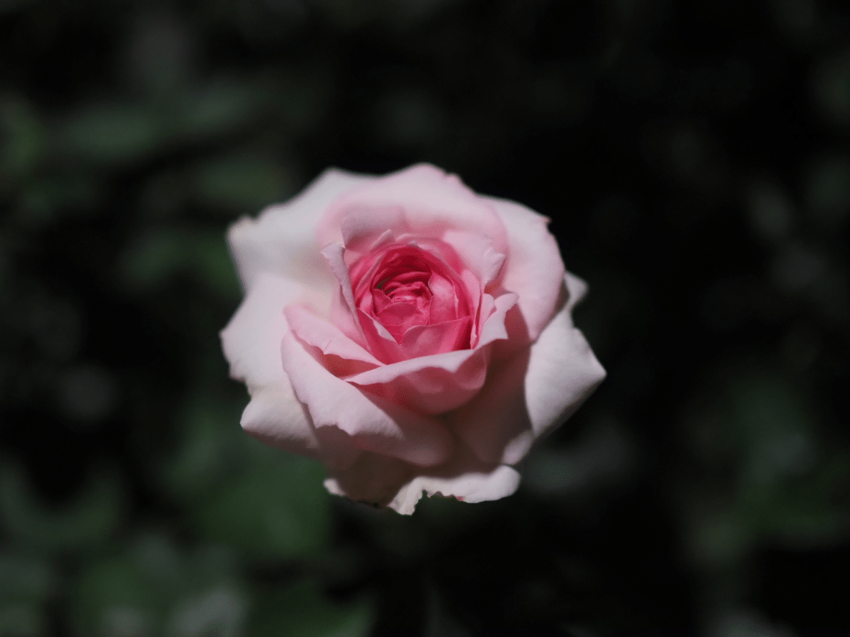OLYMPUS PEN E-P7＋M.ZUIKO DIGITAL 25mm F1.8で撮る夜の花