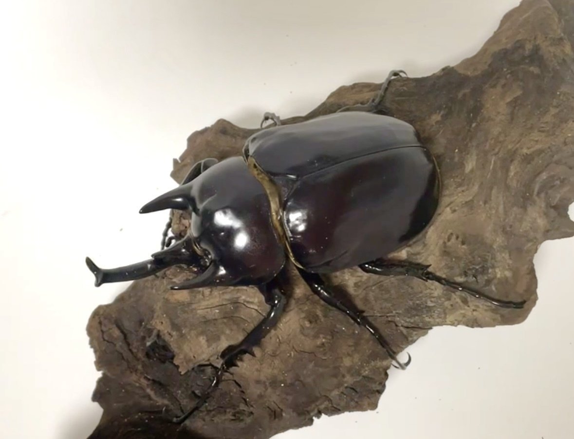 レックスゾウカブト 飼育記 Megasoma rex #1｜トミクワ【冨鍬】