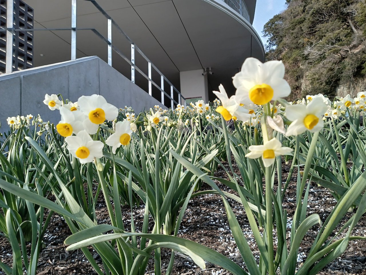 絶対読んでほしい]無料ノベルゲーム：Narcissu(ナルキッソス)(漫画版