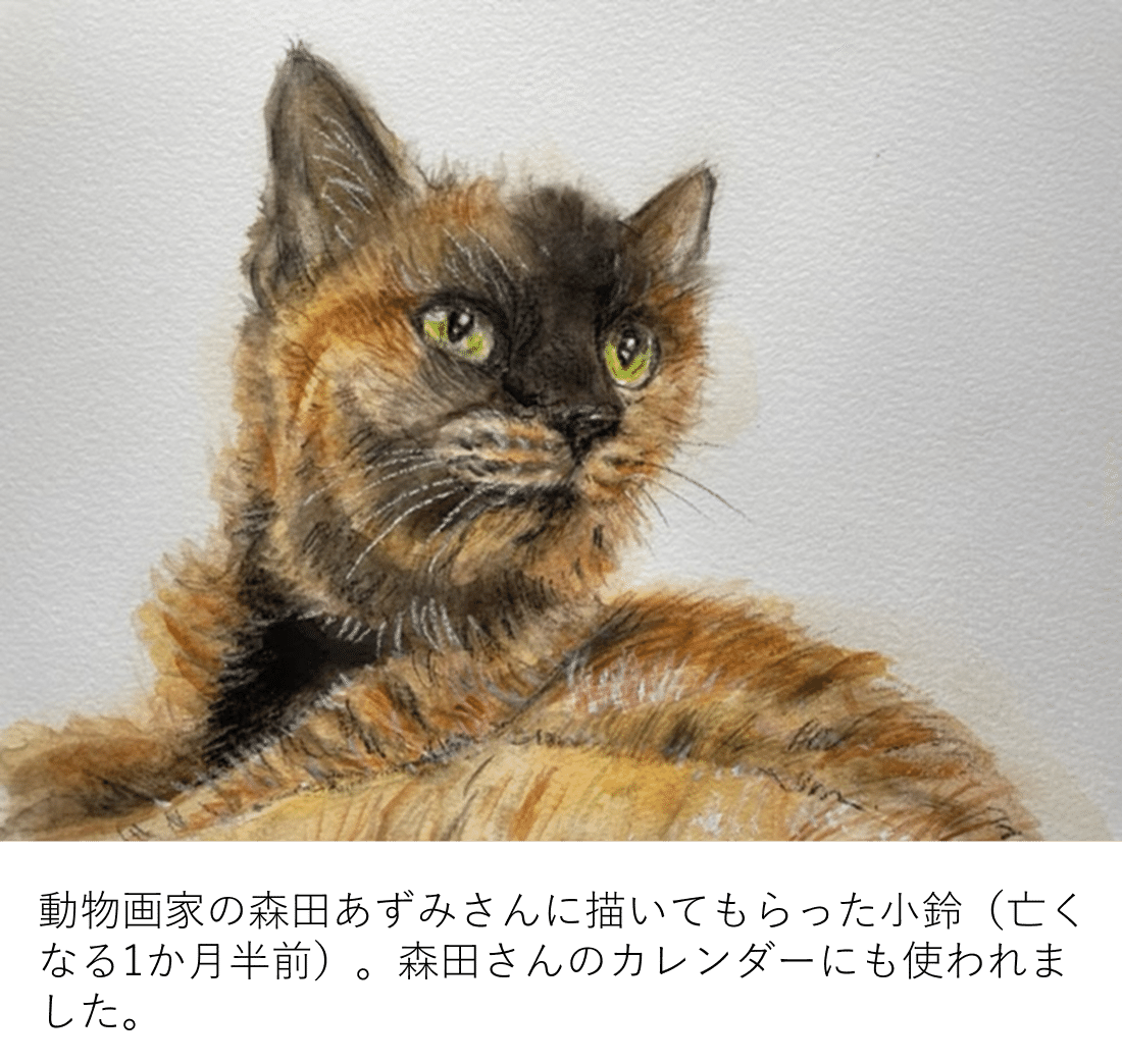 ミケの遺伝子、みっけ。｜や・そね