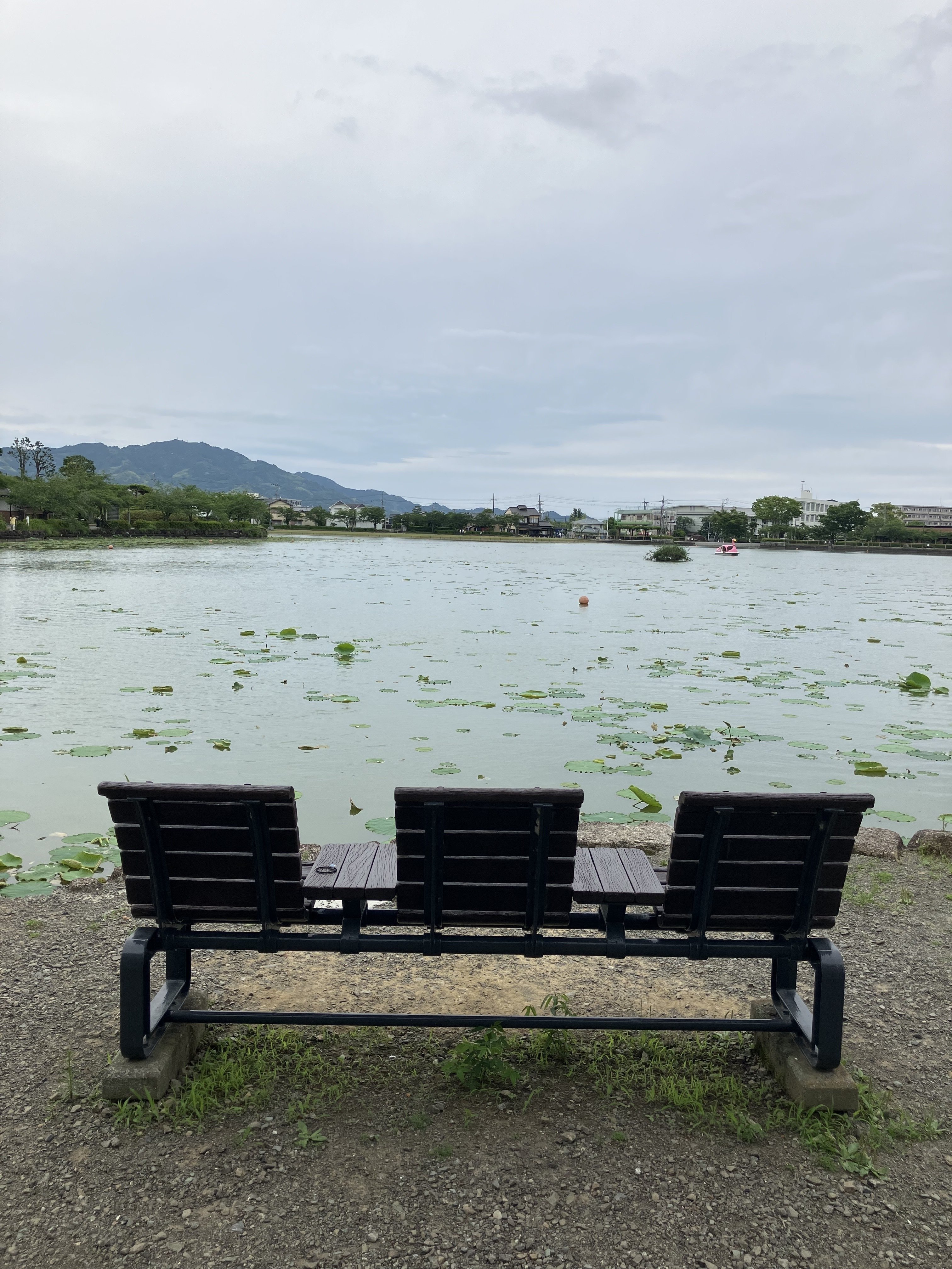 蓮華寺池公園 花だより ～ハス～｜静岡県藤枝市 花と緑の課