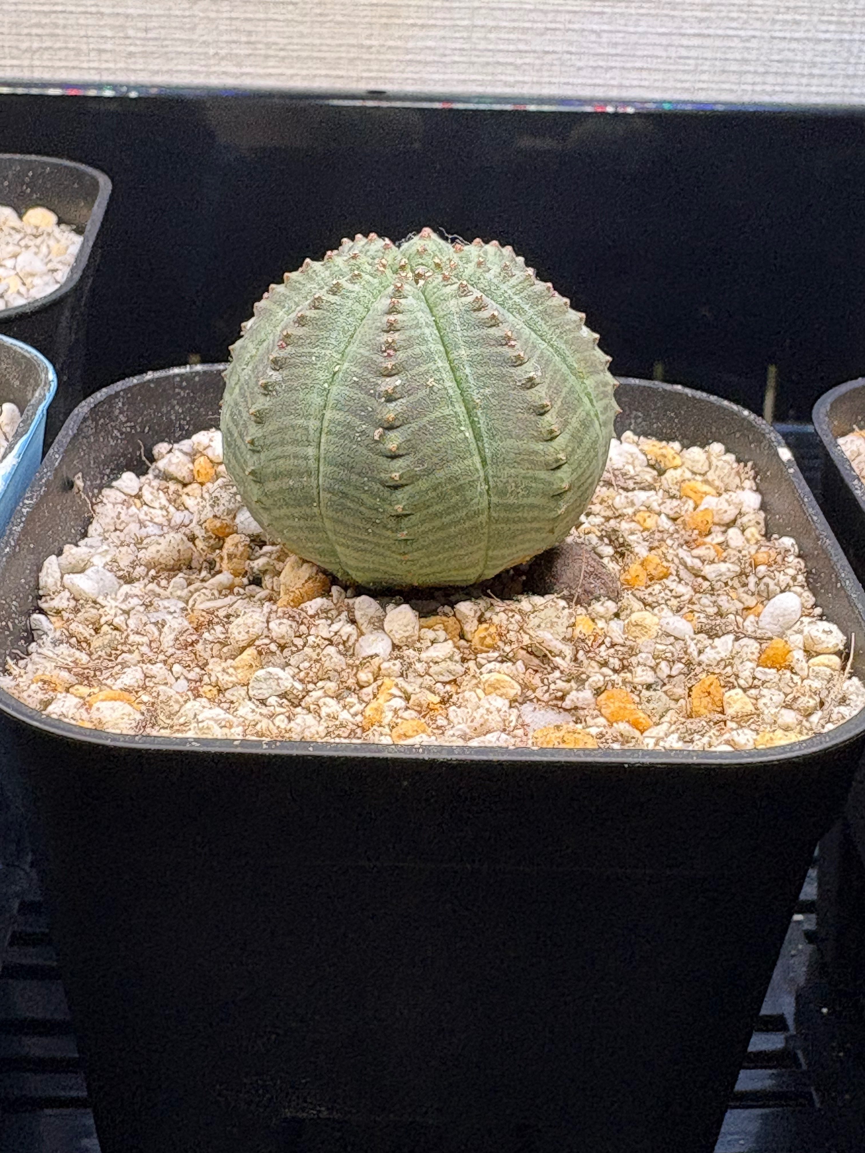 オベサの記録（実生を除く）｜モーリスの壁画