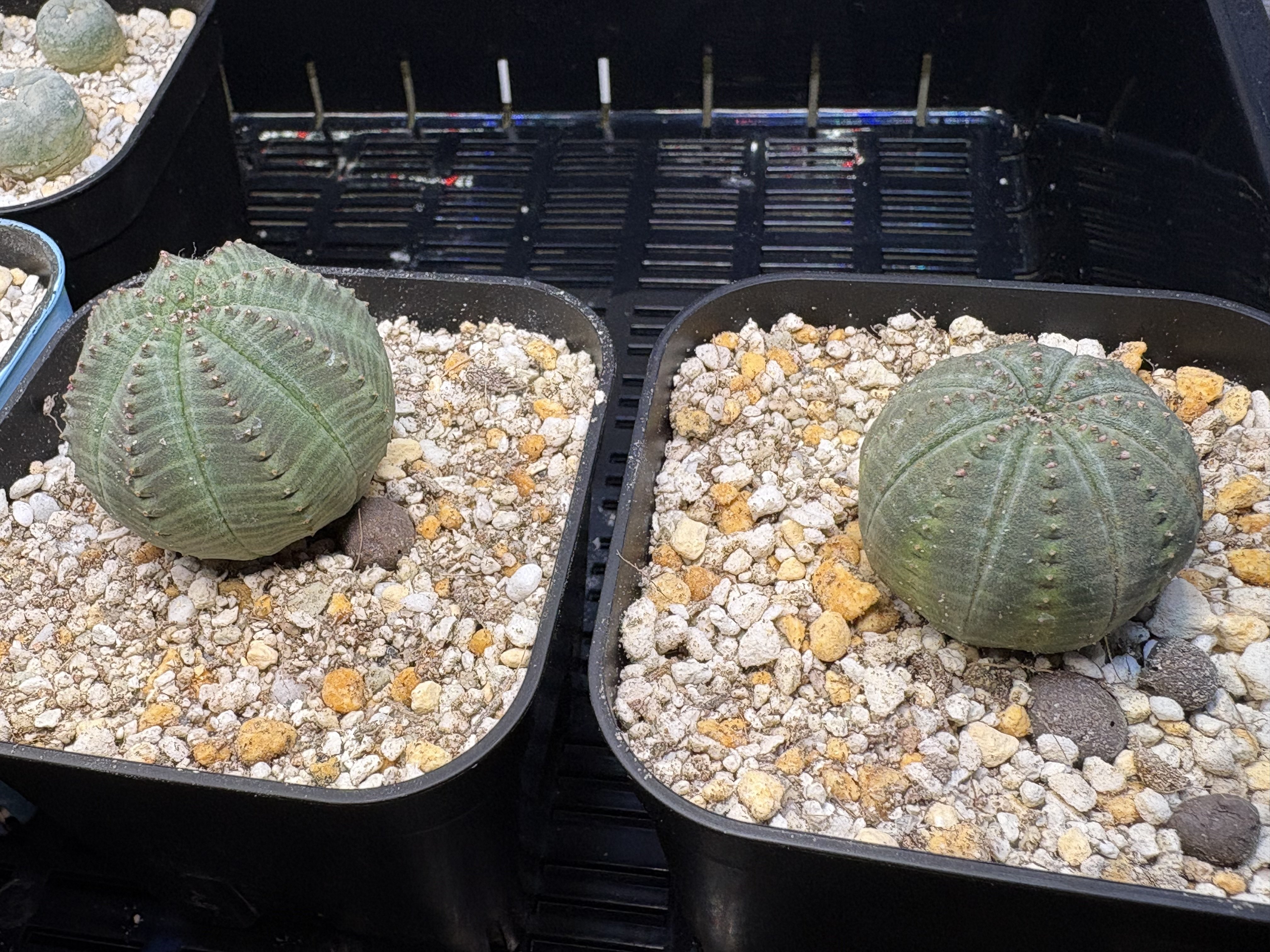 オベサの記録（実生を除く）｜モーリスの壁画