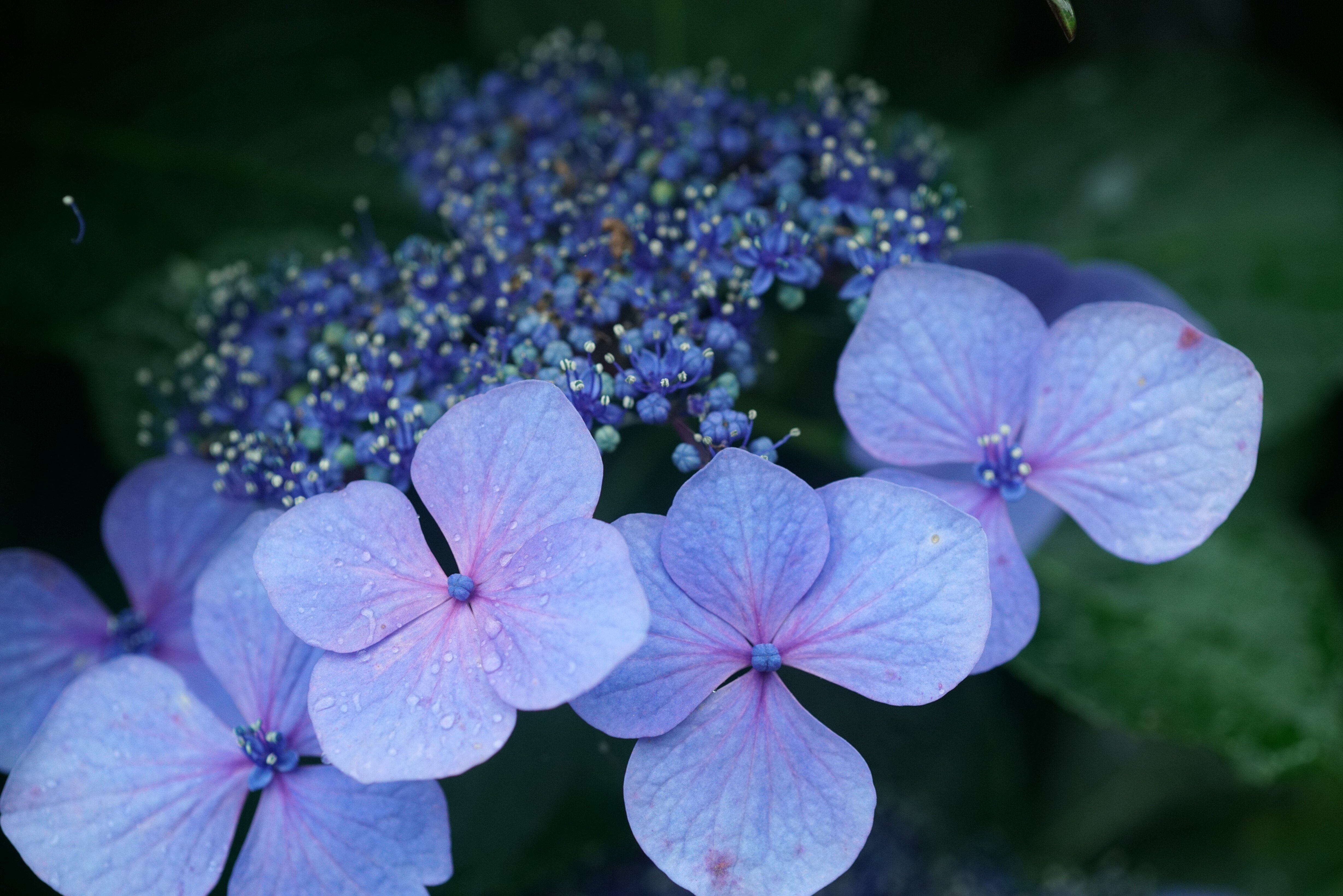 【数量限定】旧モデル在庫処分セールを開催します！ 紫陽花③～｜g_hiro_510 ボディ・フェイスケア