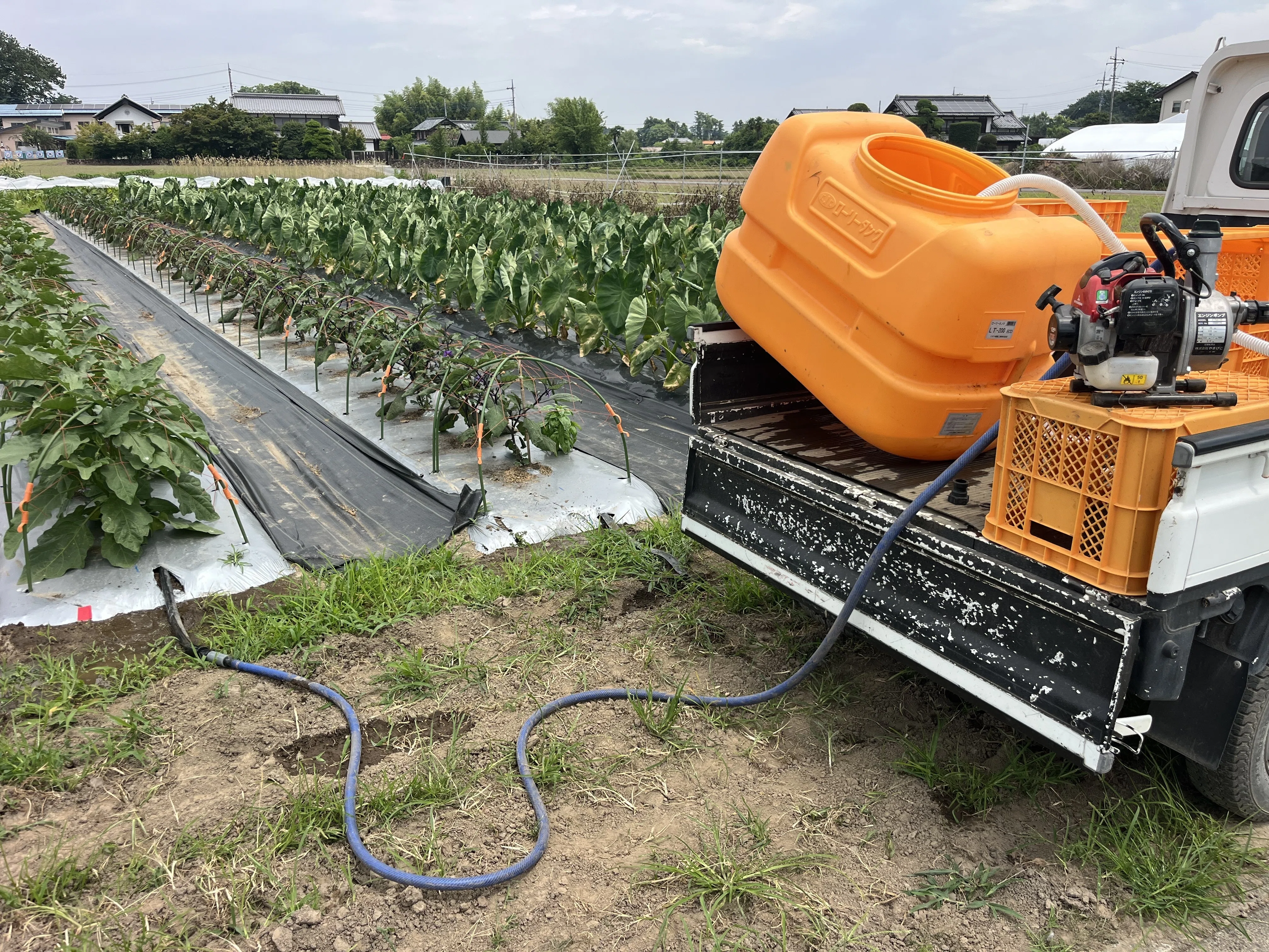 じゃがいも掘り、ナスに灌水など~25/06/23｜オーガニックファーム金杉農園