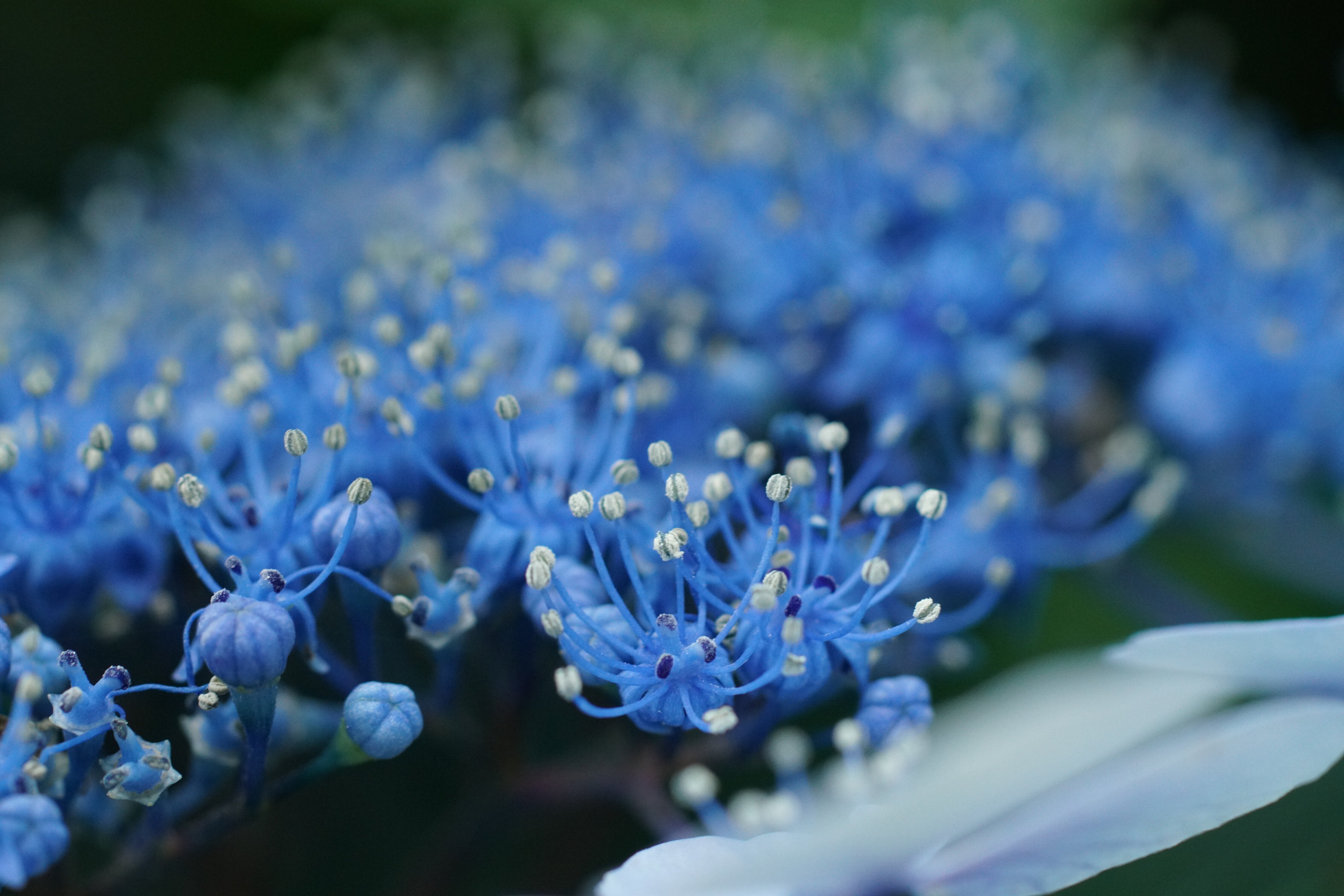 紫陽花④～｜g_hiro_510