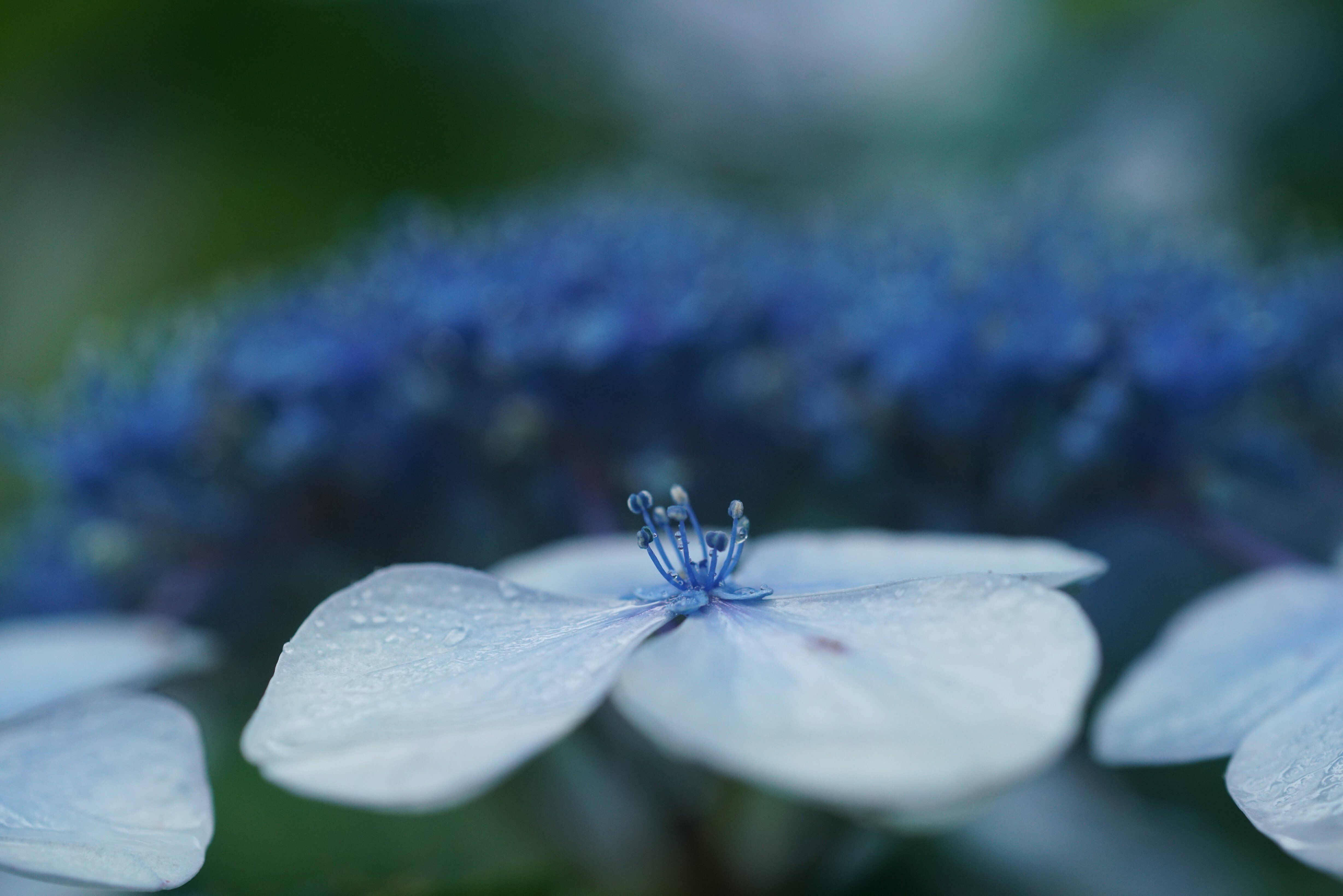 紫陽花④～｜g_hiro_510