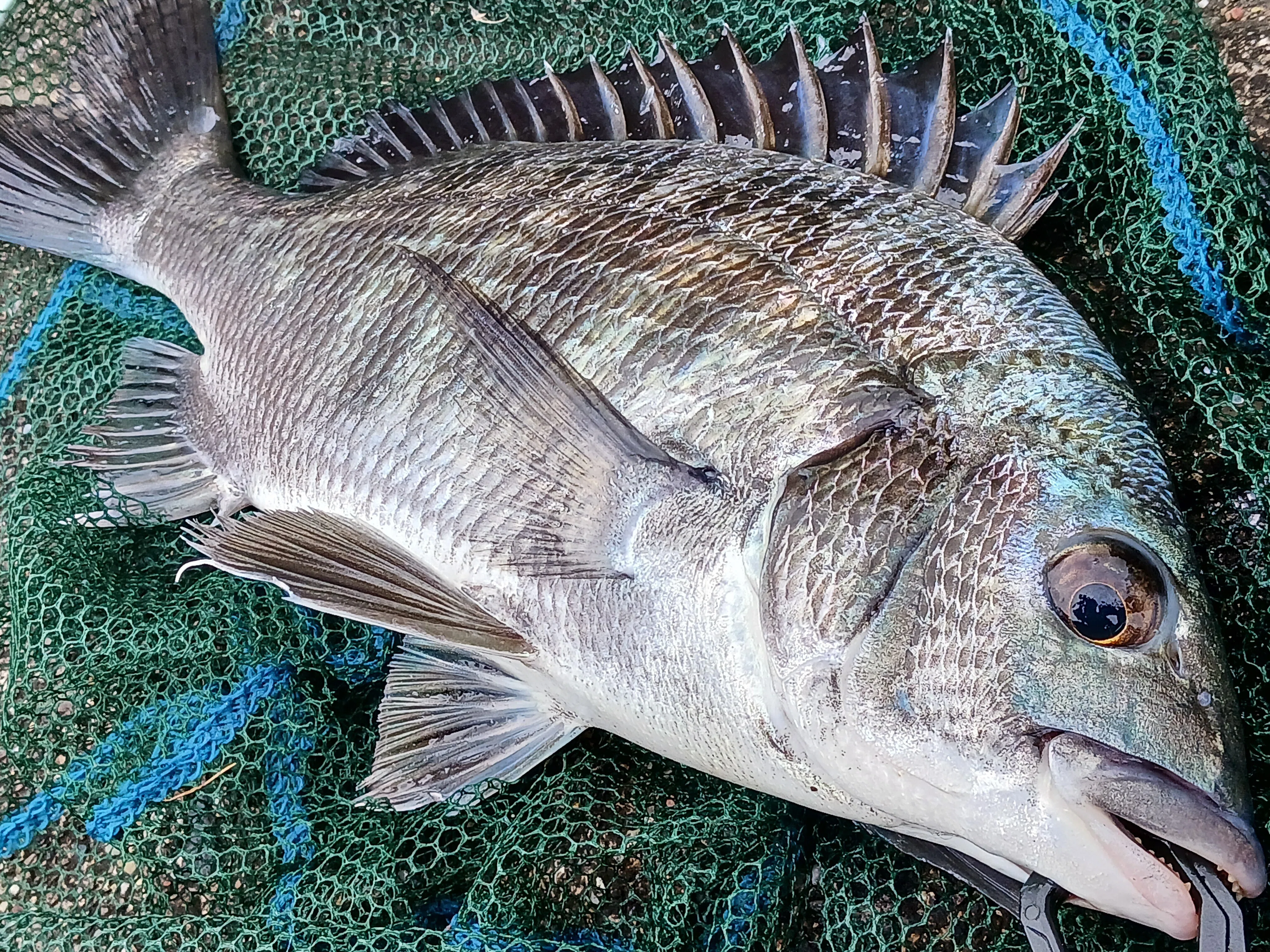 今日も都市河川でヘチ釣り！良型クロダイとの最高の激闘！｜マチツリ