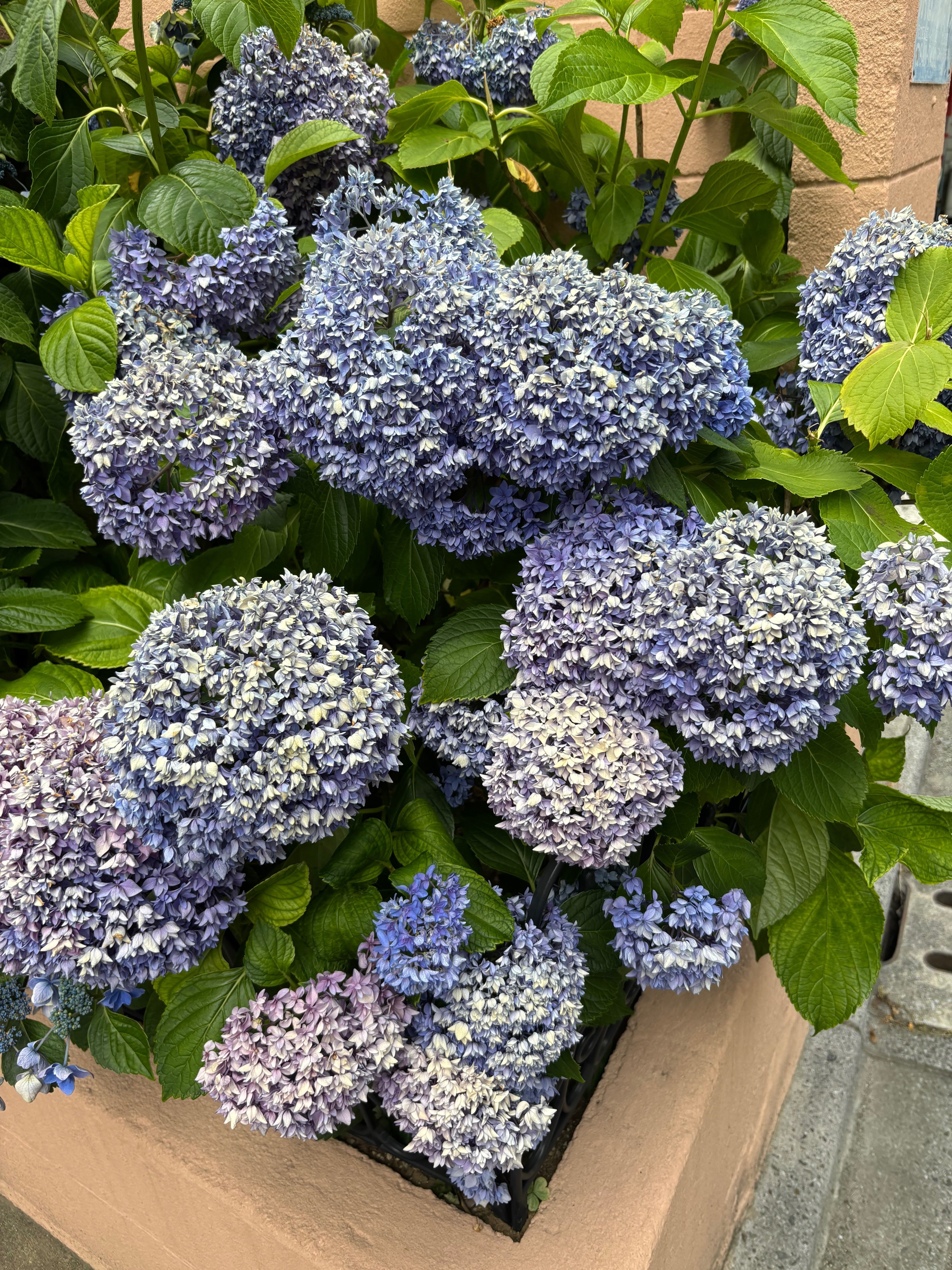『弾む紫陽花』 💐京都市内7月27日💐 影になっていて、まだ紫陽花じたいが小さい
