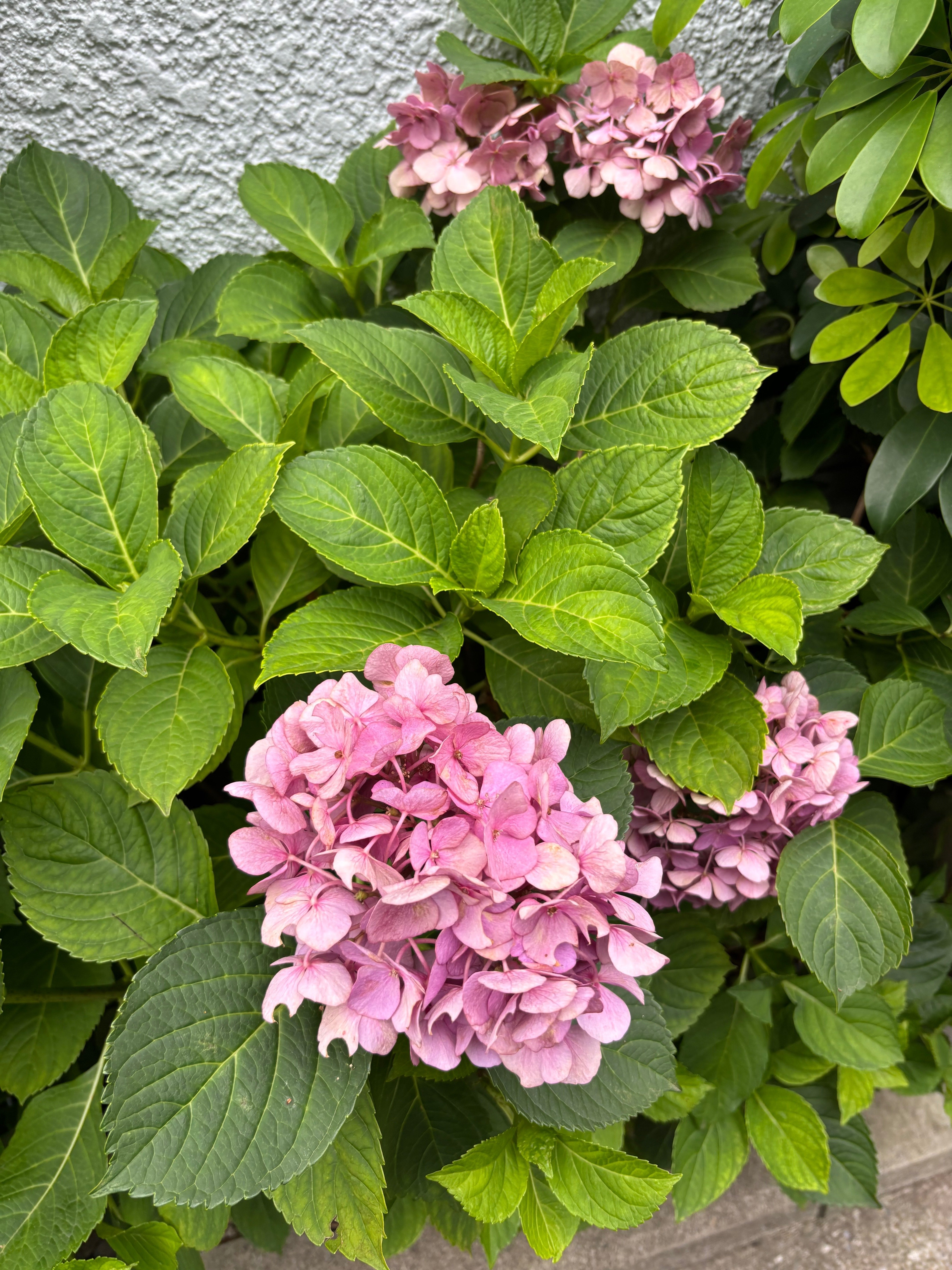 紫陽花、ほぼ終わり。7月からはボタンクサギ？たまたま出会った
