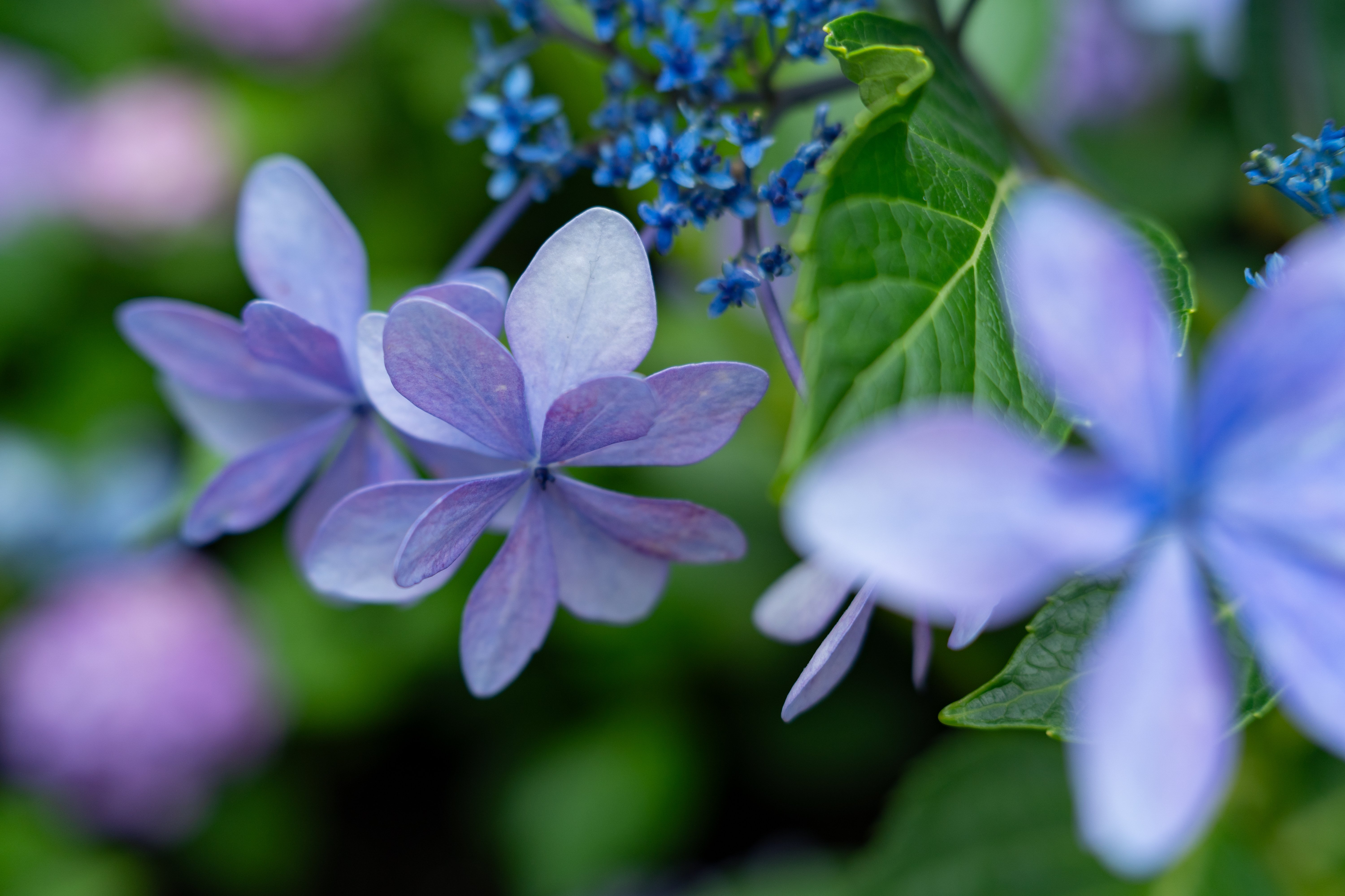 chitree organic 種雫と優花　神の木と夜花　樹雫　陽花　4点セット chitree organic 美容オイル：種雫と優花 -chitree organic