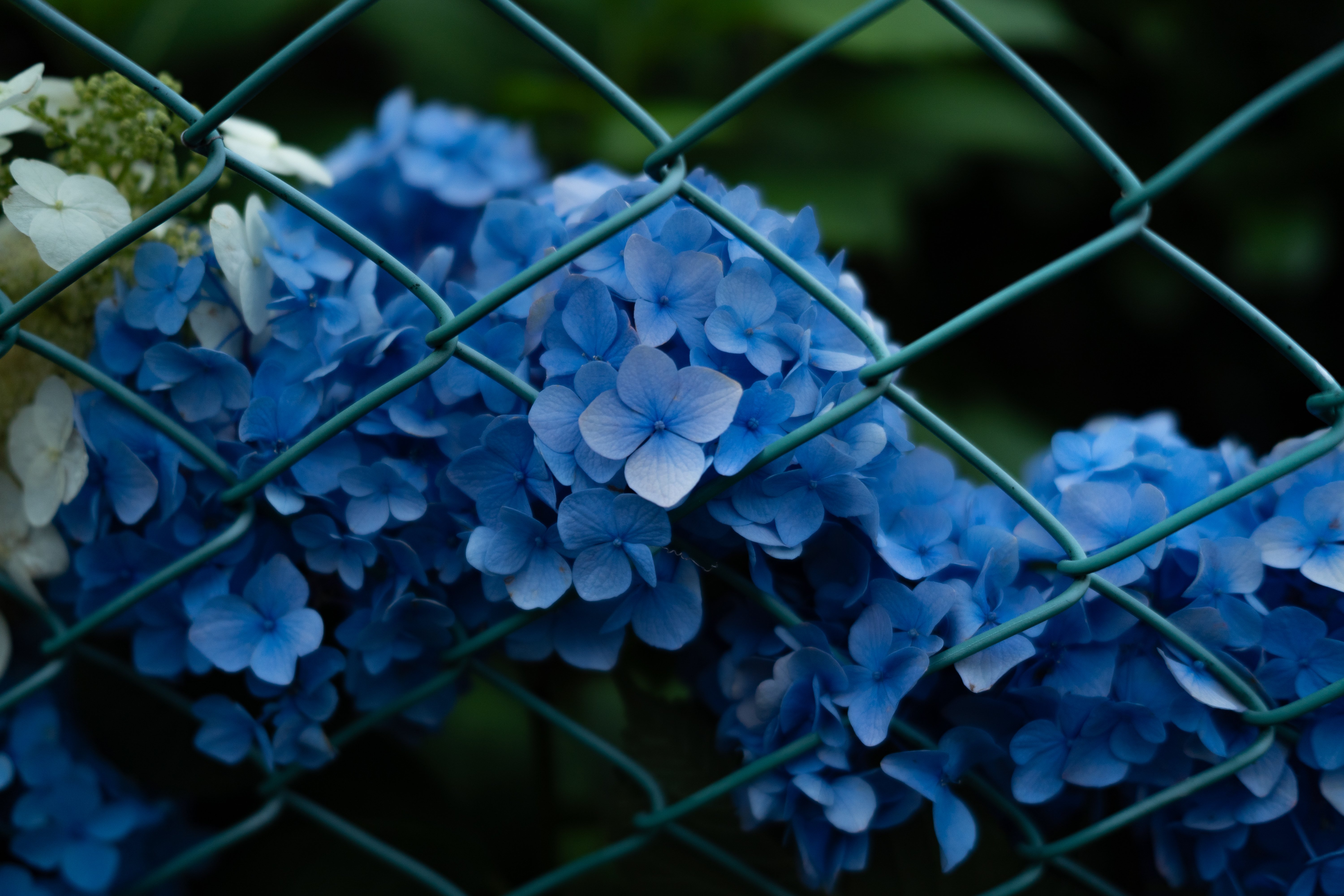 chitree organic 種雫と優花　神の木と夜花　樹雫　陽花　4点セット chitree organic 美容オイル：種雫と優花 -chitree organic