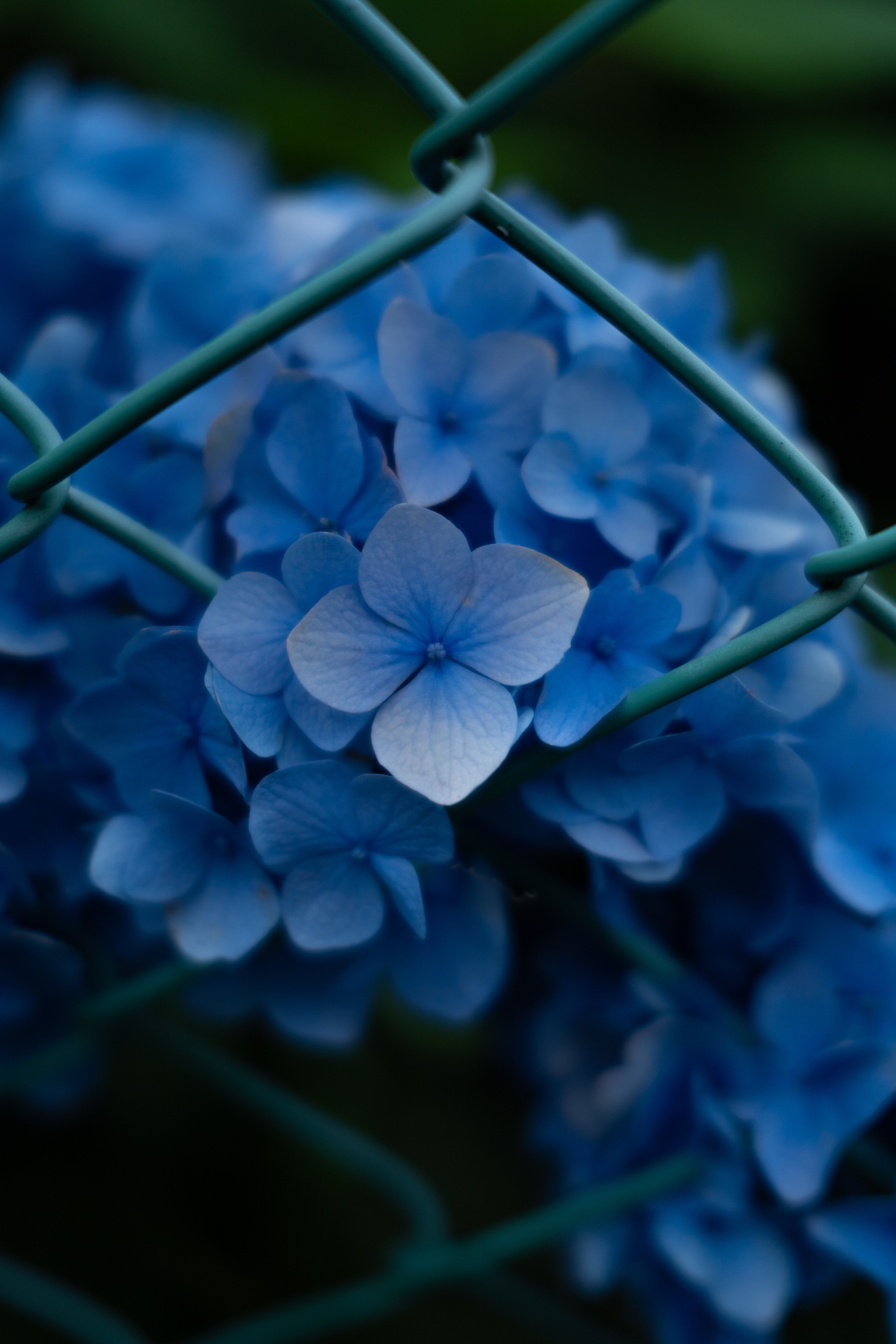 紫陽花｜SHOTAの備忘録