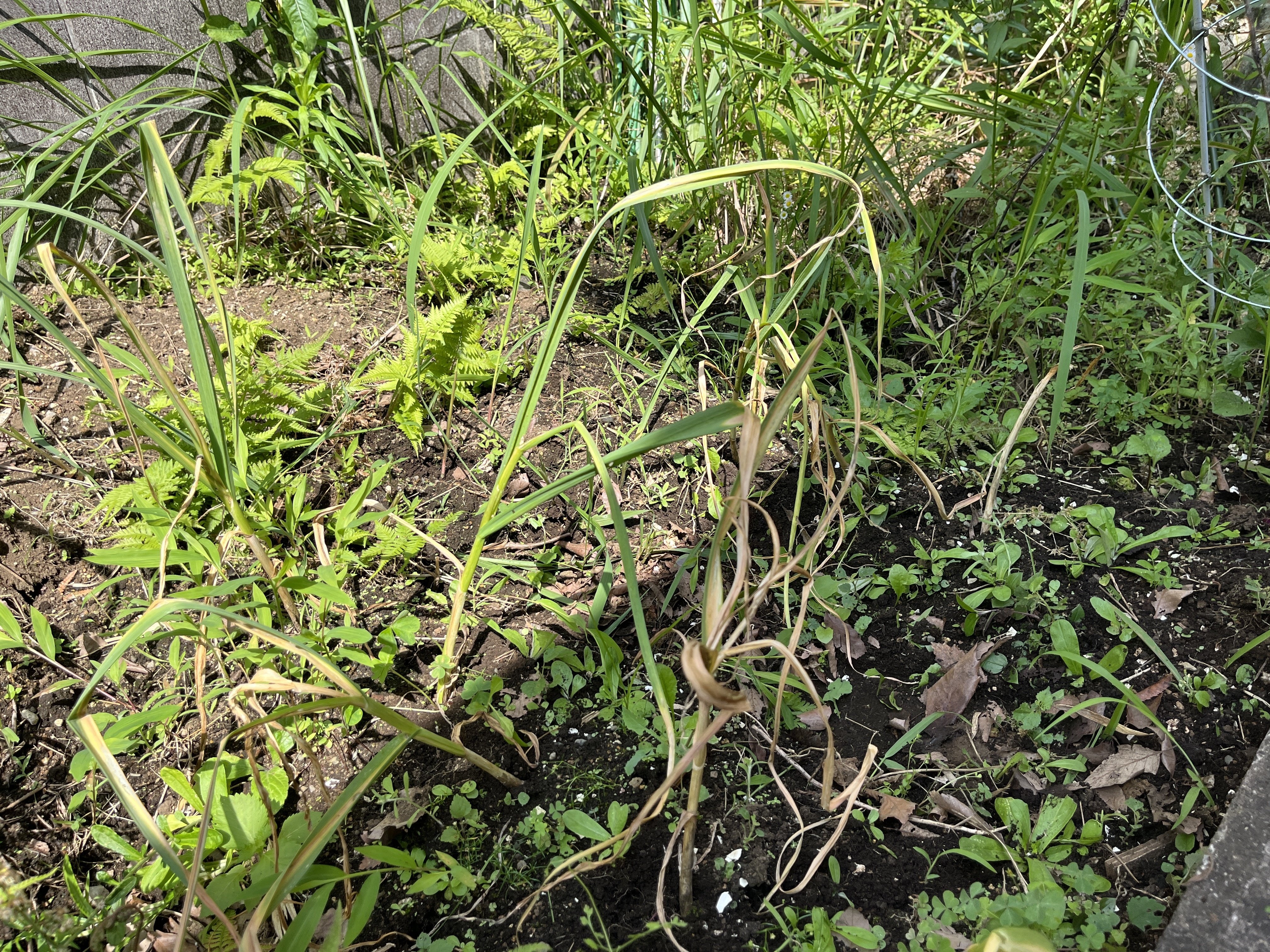 にんにく栽培 34週目 収穫中止｜50代サラリーマンのにんにく栽培