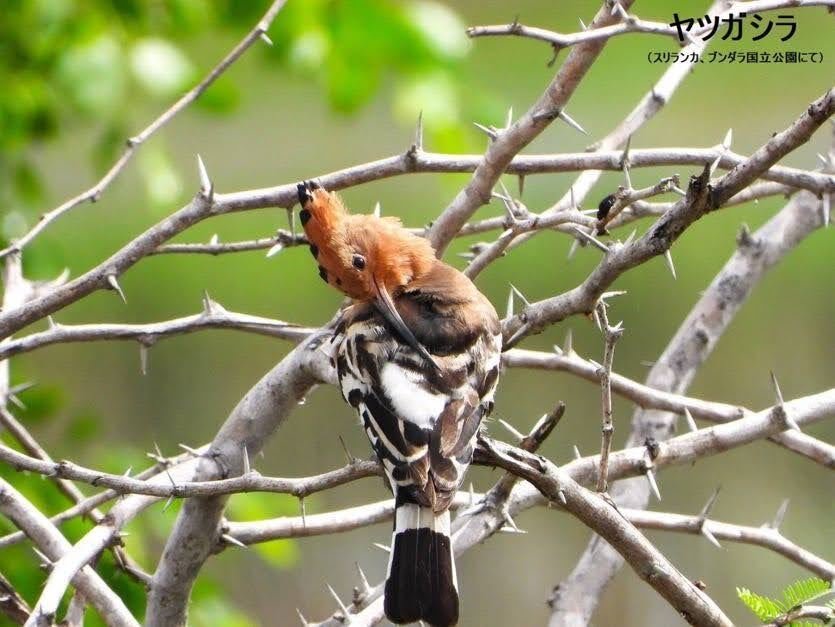 スリランカ探鳥記30 ヤツガシラ｜一羽一会(いちわいちえ)/野鳥愛好家