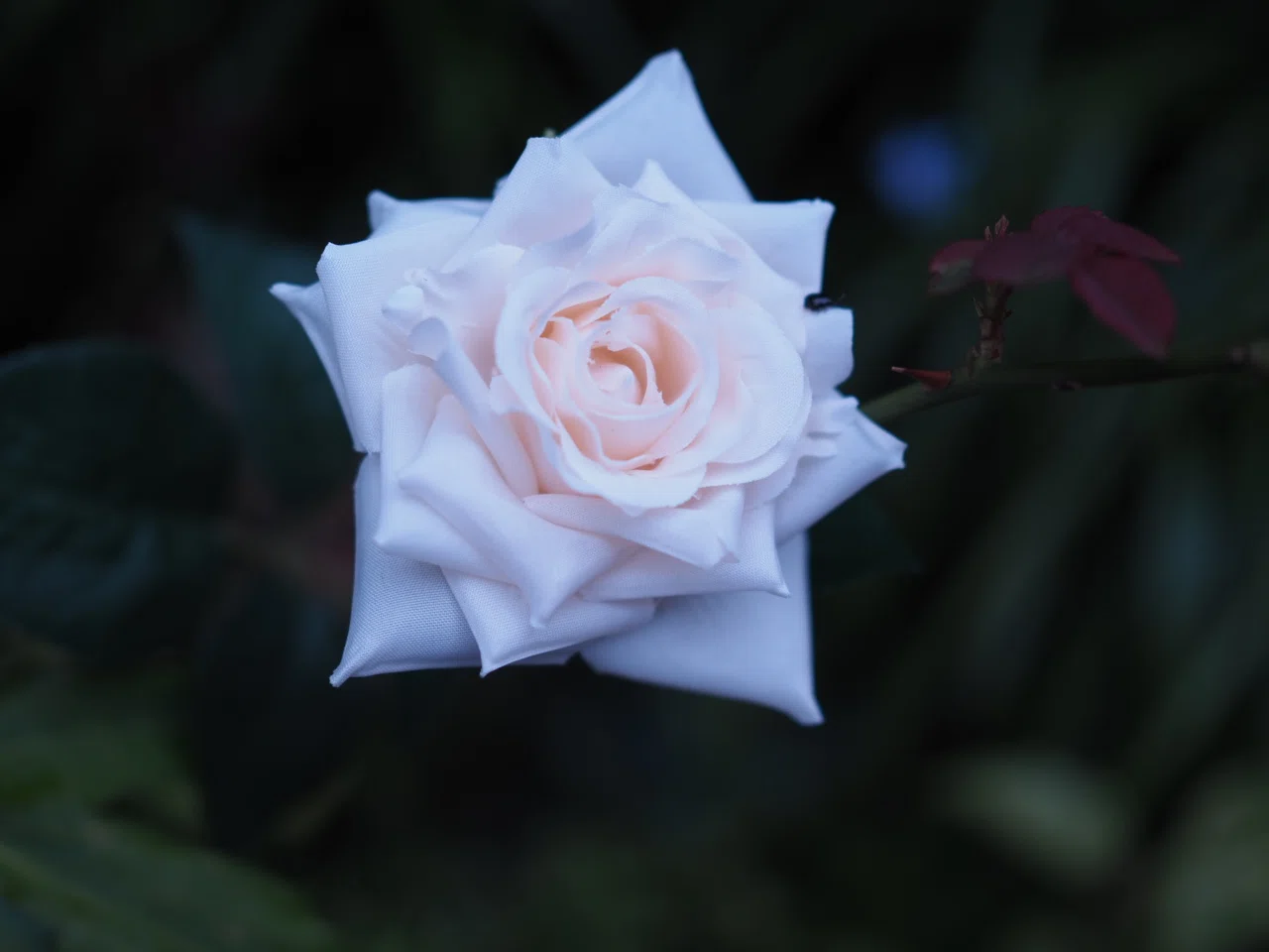 OLYMPUS PEN E-P7＋M.ZUIKO DIGITAL 25mm F1.8で撮る昼夜の薔薇｜こんとん