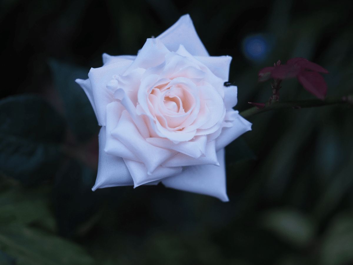 OLYMPUS PEN E-P7＋M.ZUIKO DIGITAL 25mm F1.8で撮る昼夜の薔薇｜こんとん