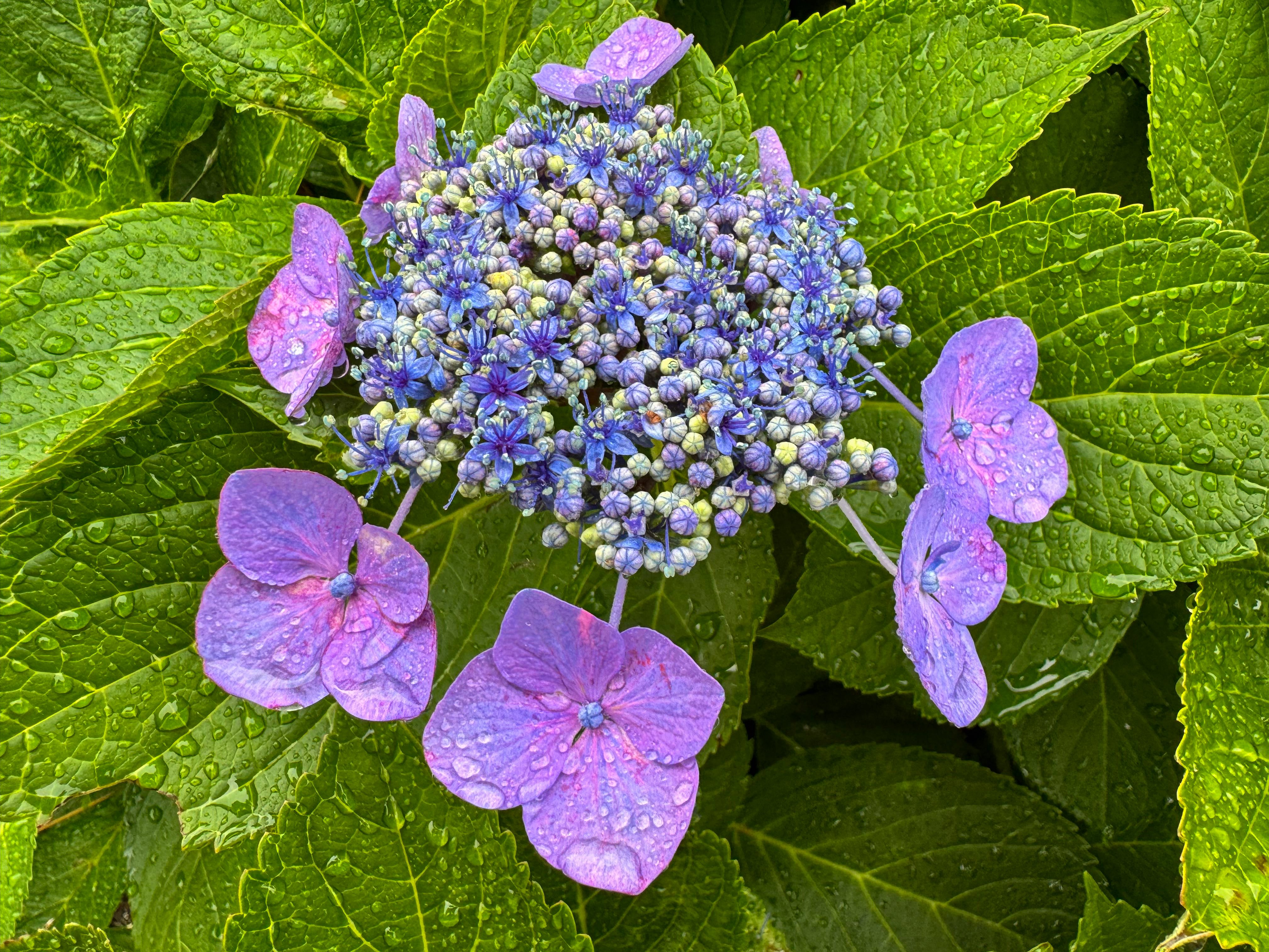 朝霧に包まれてー梅の花咲く頃 hq720.jpg?sqp=-