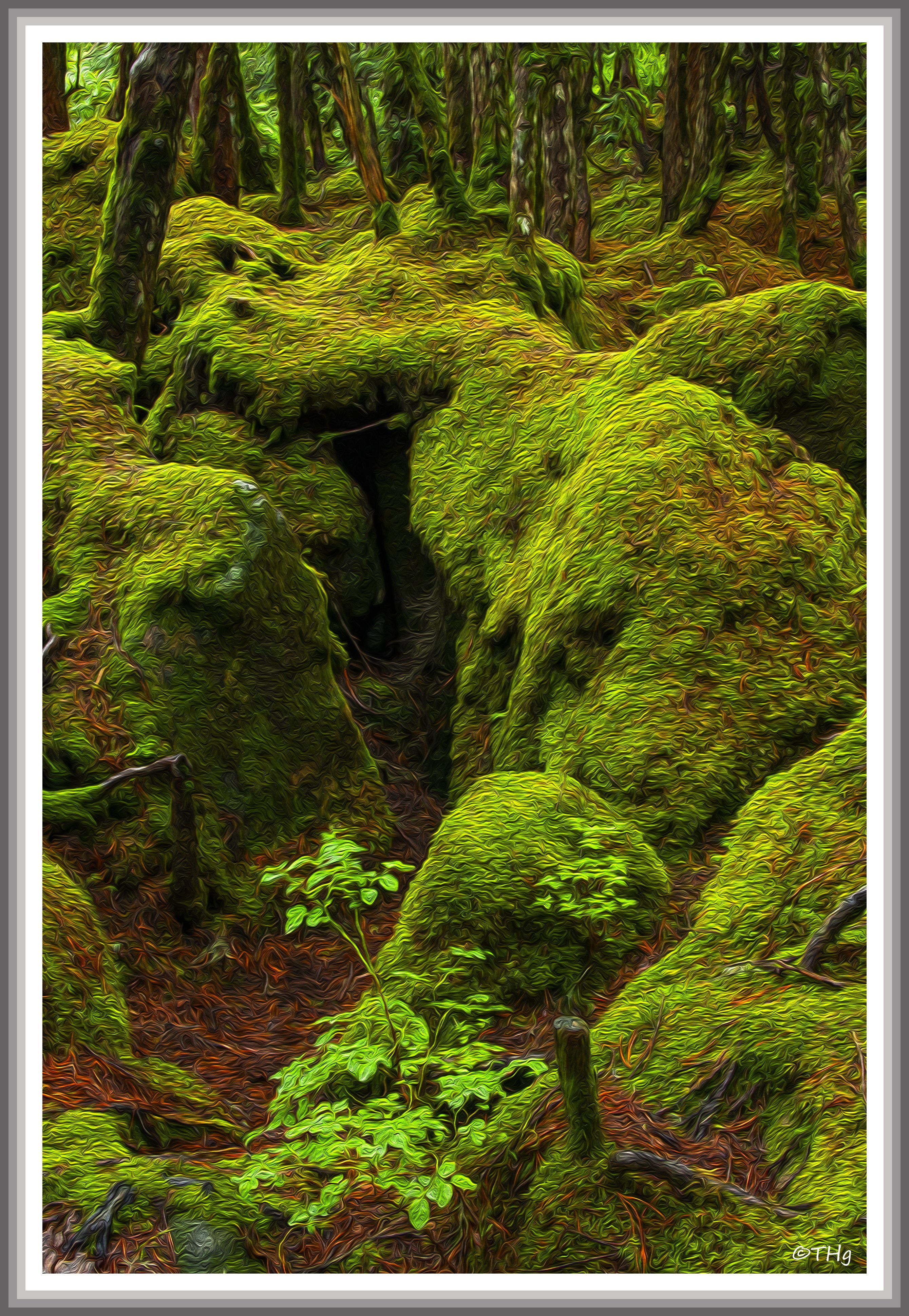 苔の森（白駒池・油彩風）｜taka