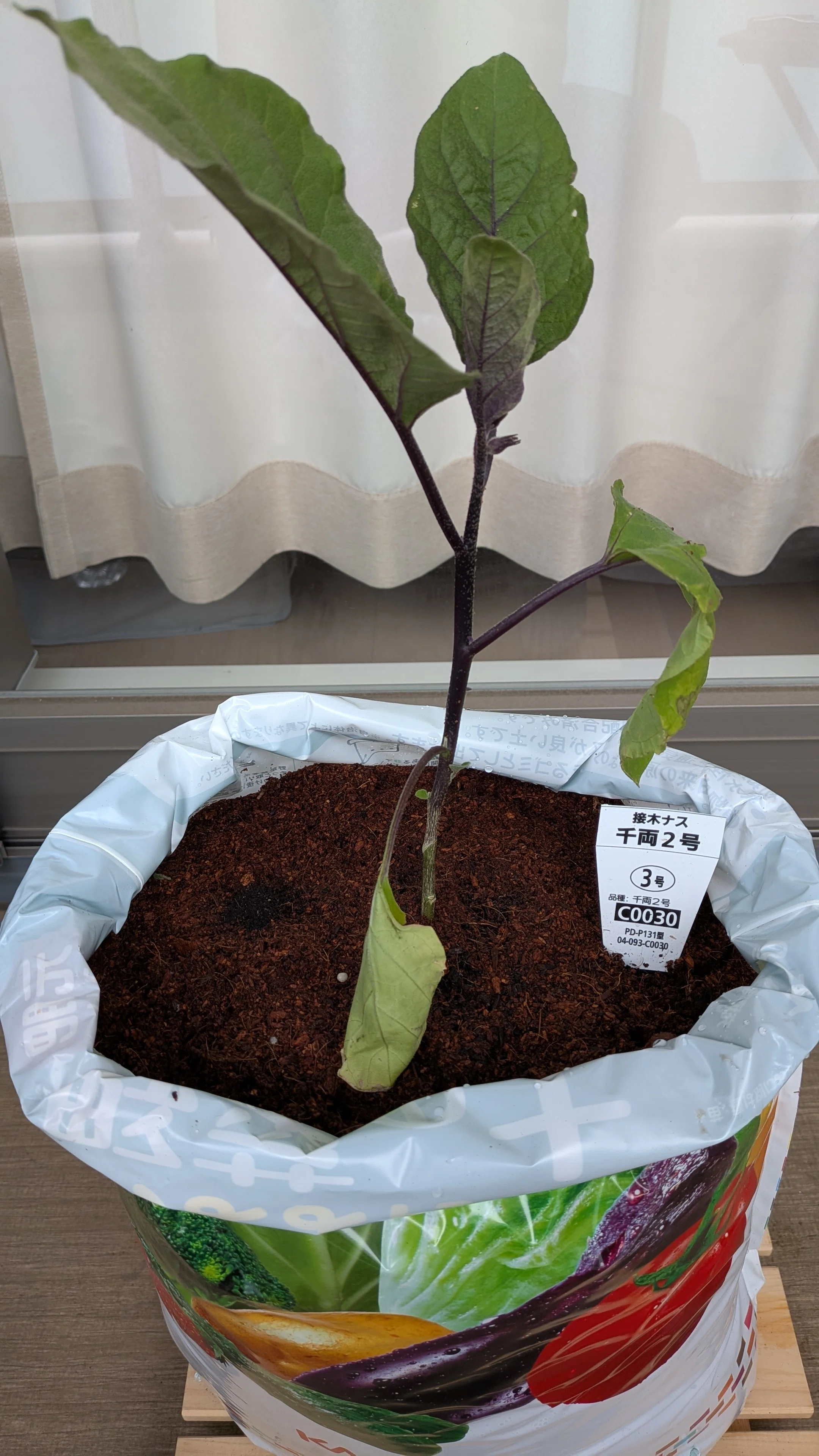 なす③】なすを植えて1ヶ月の状況｜家庭野菜