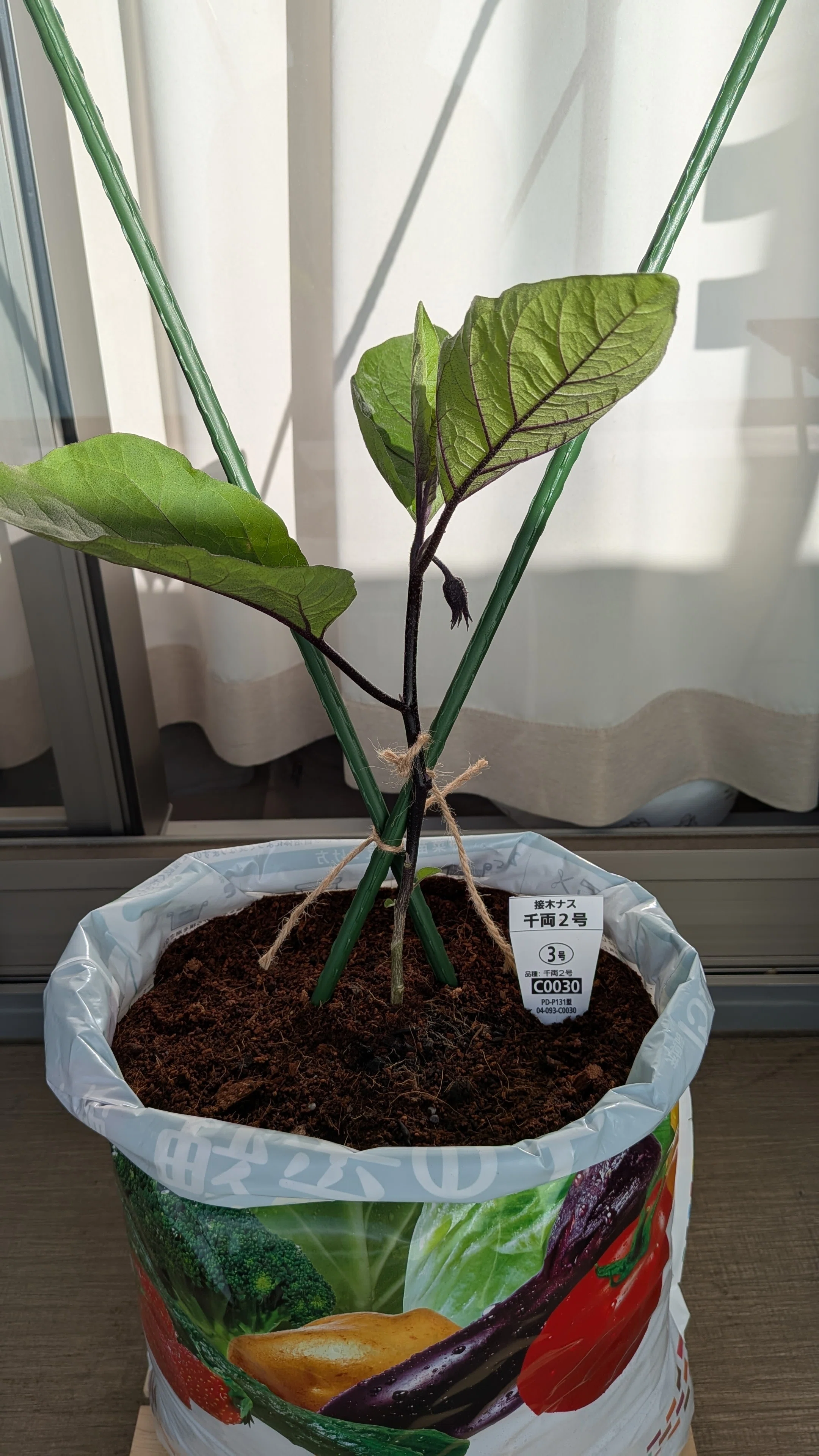 なす③】なすを植えて1ヶ月の状況｜家庭野菜