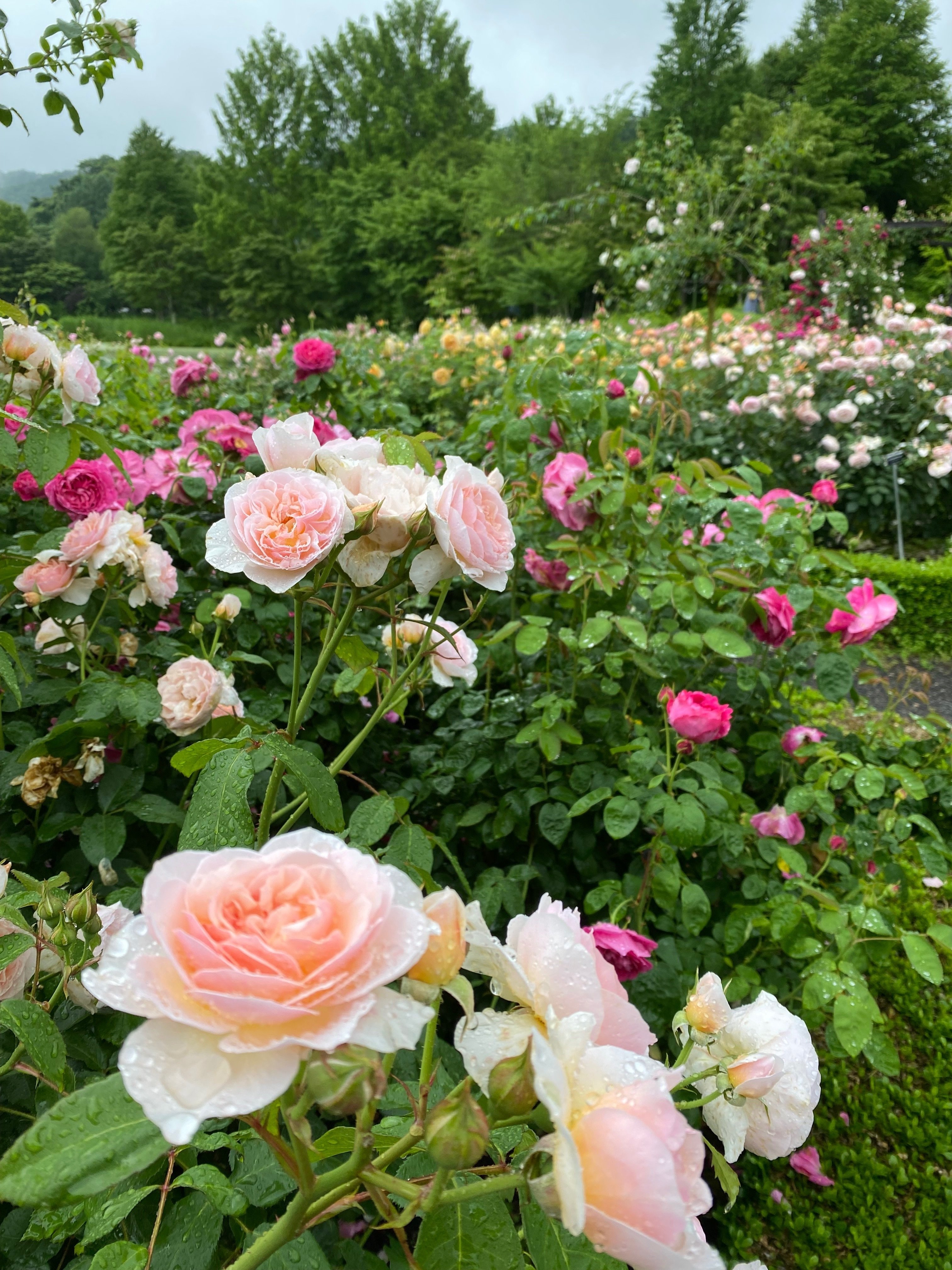 6月末の軽井沢で薔薇と蛍をたのしむ｜Travel maniac -Alpa- 🇫🇷Paris