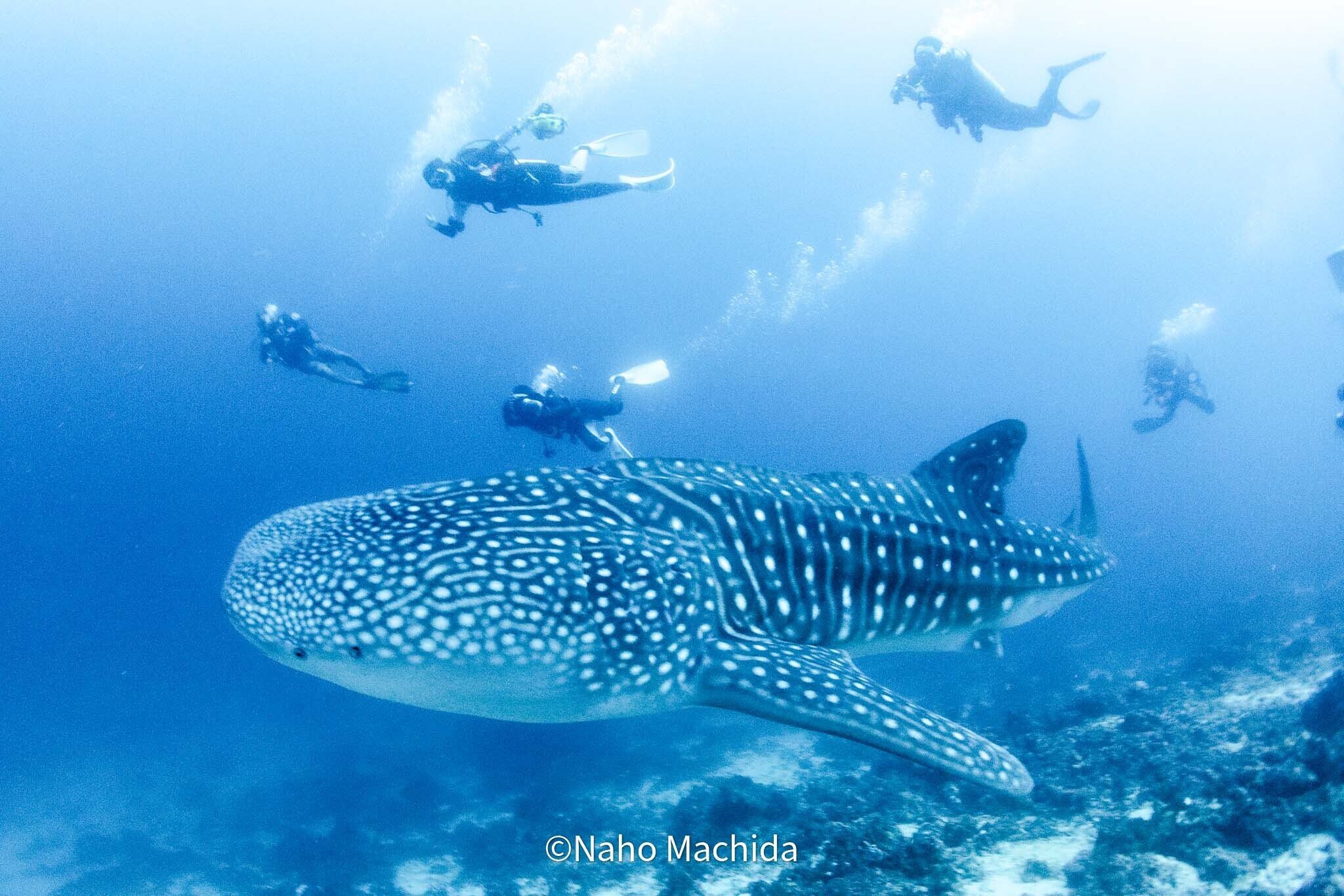 モルディブの海 猫に会いに、世界を旅する 05｜モルディブ（2018年〜2022年）—ここが私