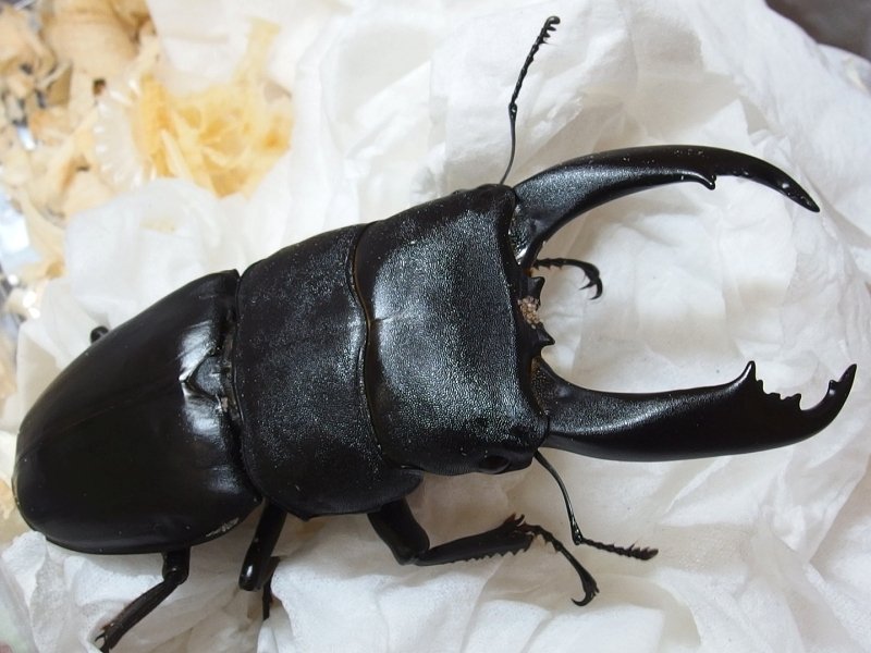 WD】南カマリネス産 フィリピンヒラタクワガタの飼育記録【2019～2021