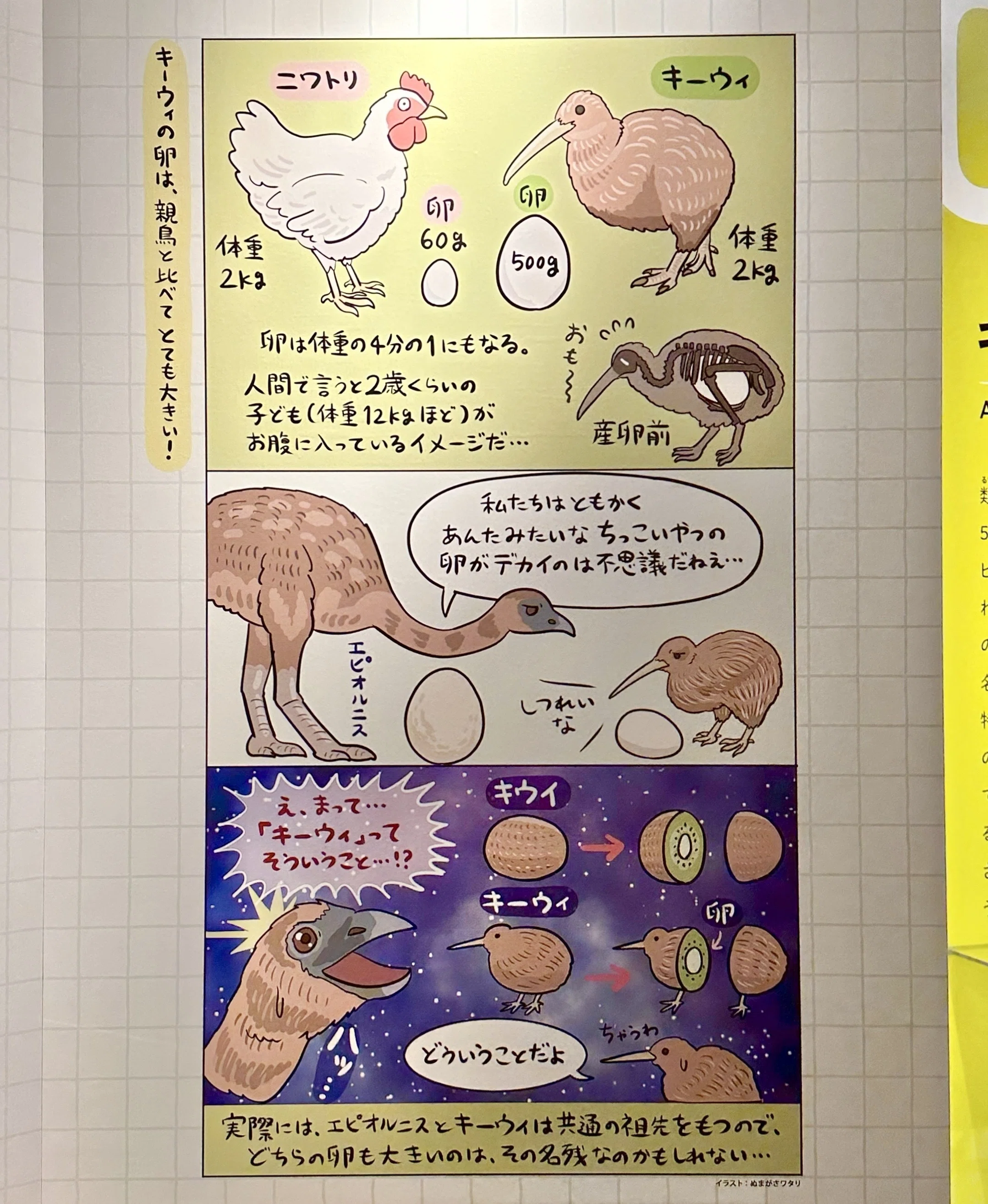 特別展「鳥」(鳥展) で、ぬまがさワタリさんのイラストが素敵だった