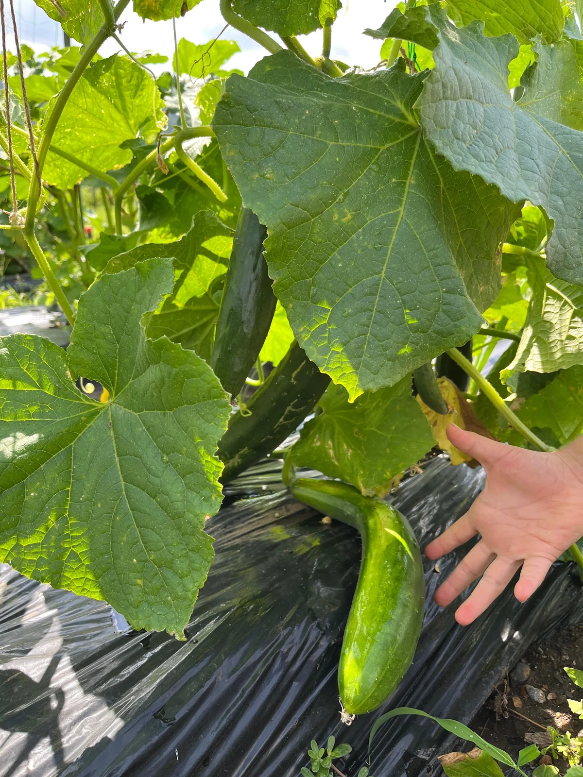 晴天の中畑になる育ちすぎたきゅうりと子どもの手